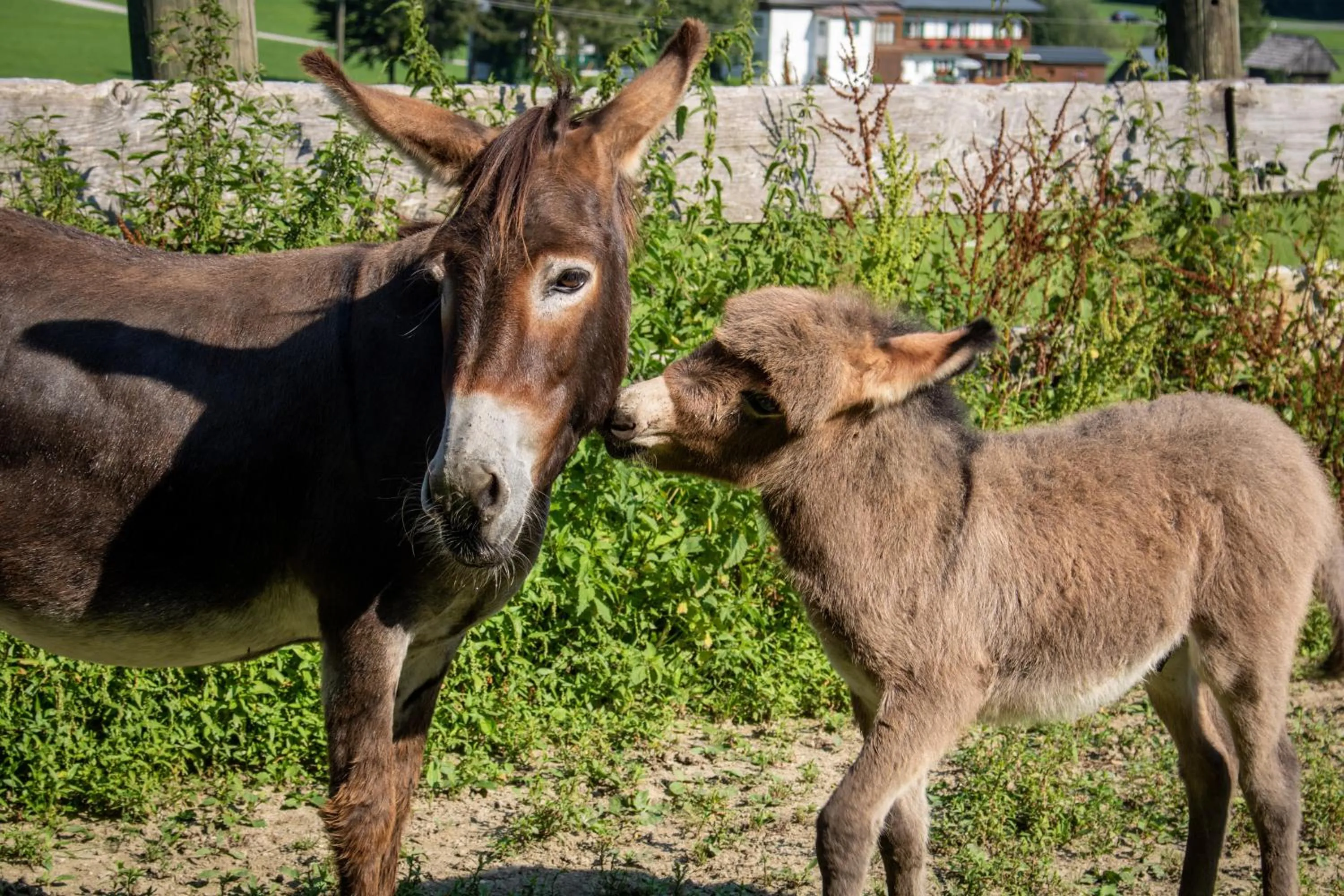 Animals in Schmiedsipplhof