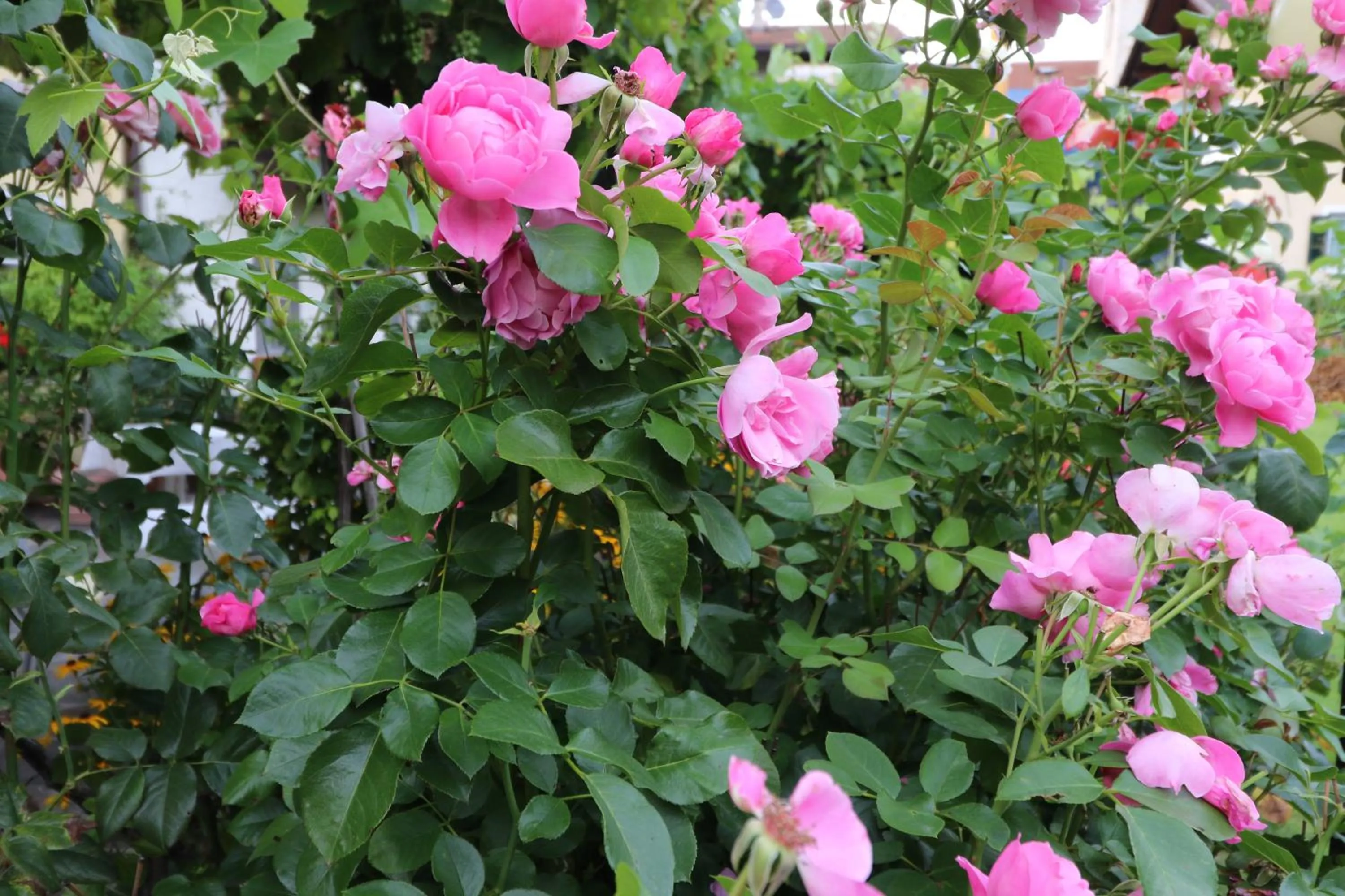 Garden in Parkhotel Post