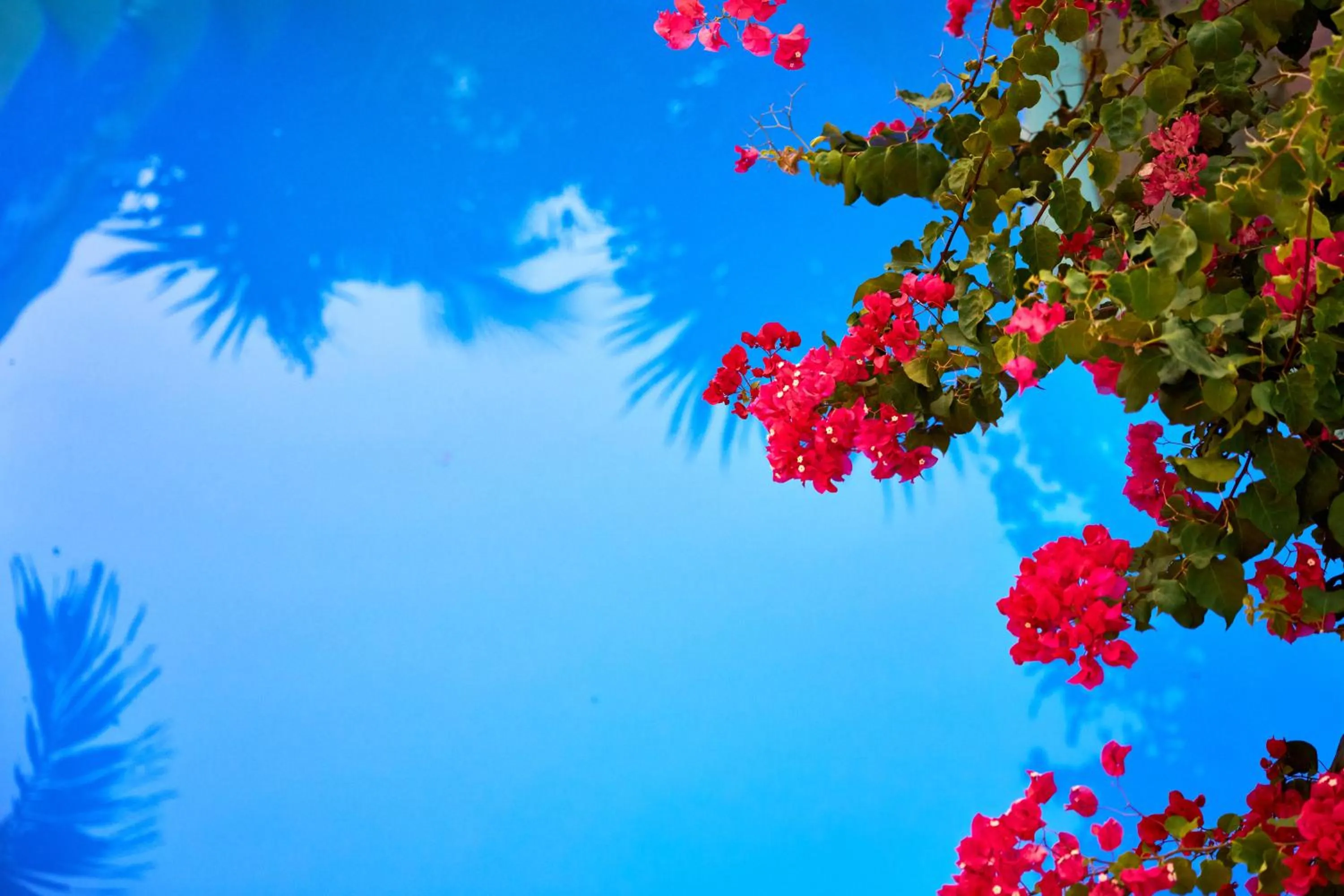 Spring in Hotel Albemarle Galapagos Beachfront