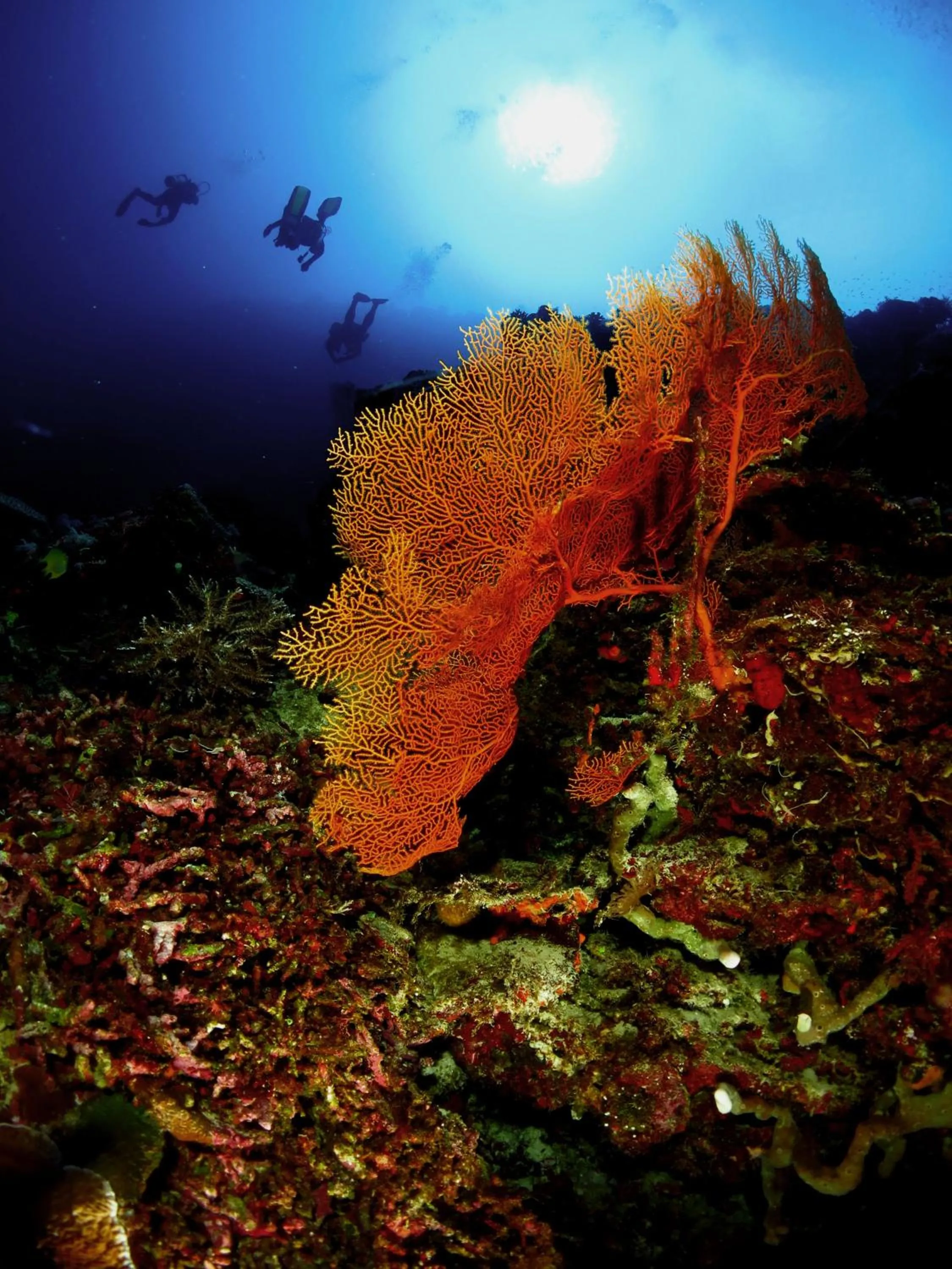 Diving in Poni Homestay