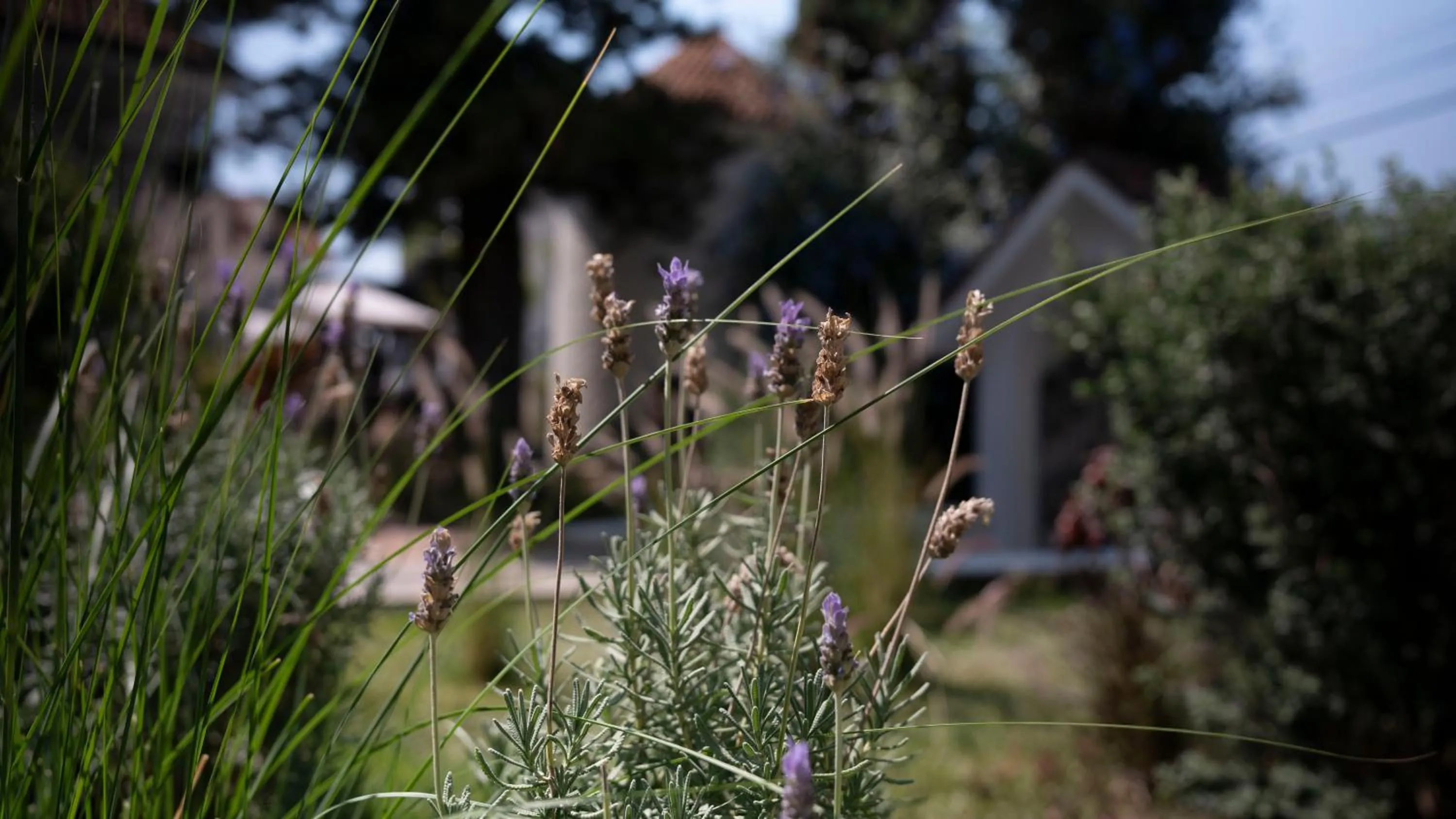 Garden in Casa Bonita Hotel & Luxury Residence