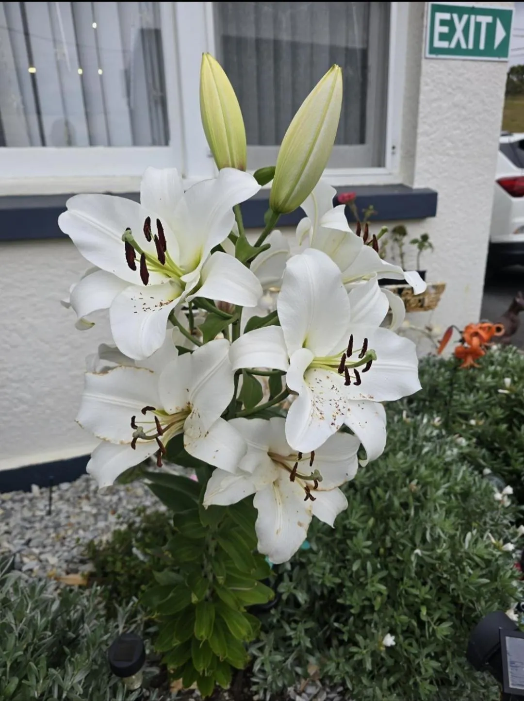 Garden in Burnie Ocean View Motel and Caravan Park