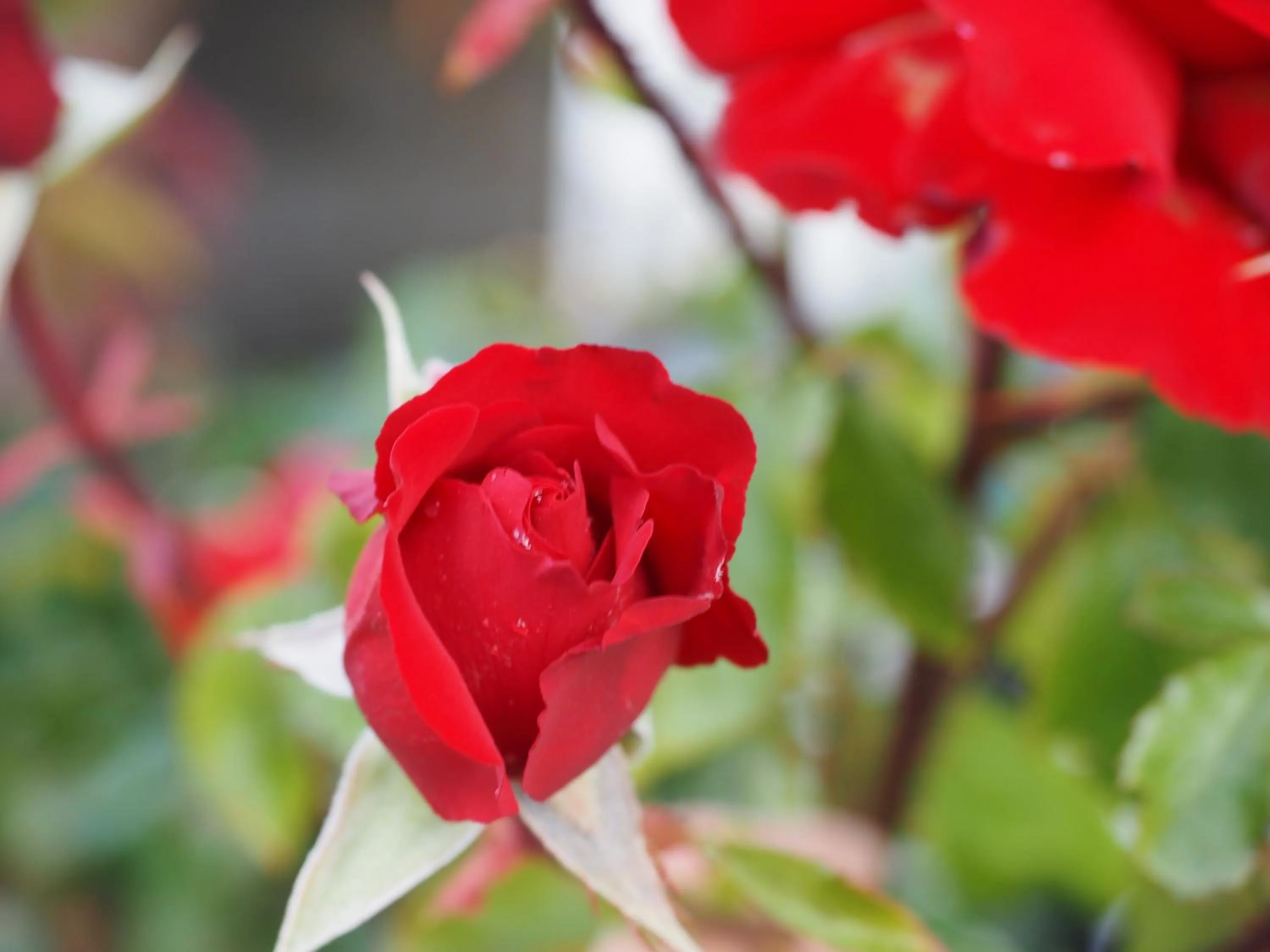 Garden in Burnie Ocean View Motel and Caravan Park