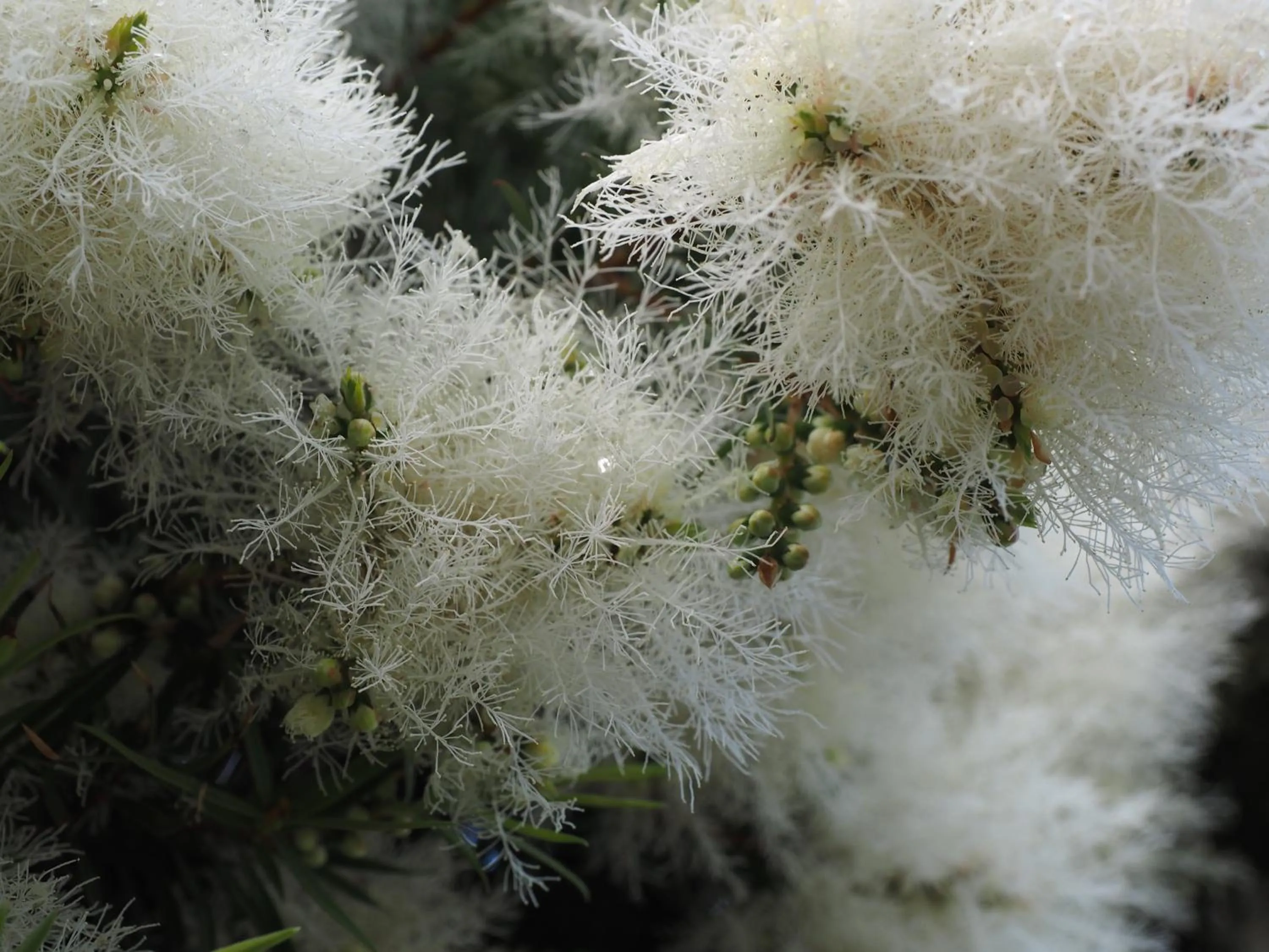 Garden in Burnie Ocean View Motel and Caravan Park