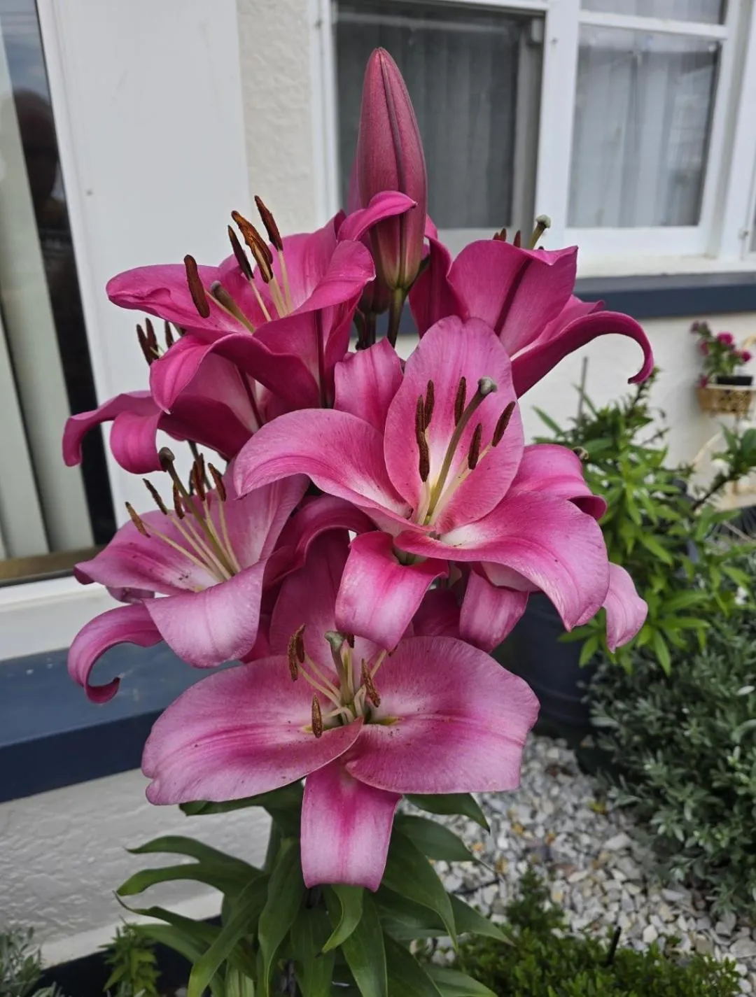 Garden in Burnie Ocean View Motel and Caravan Park