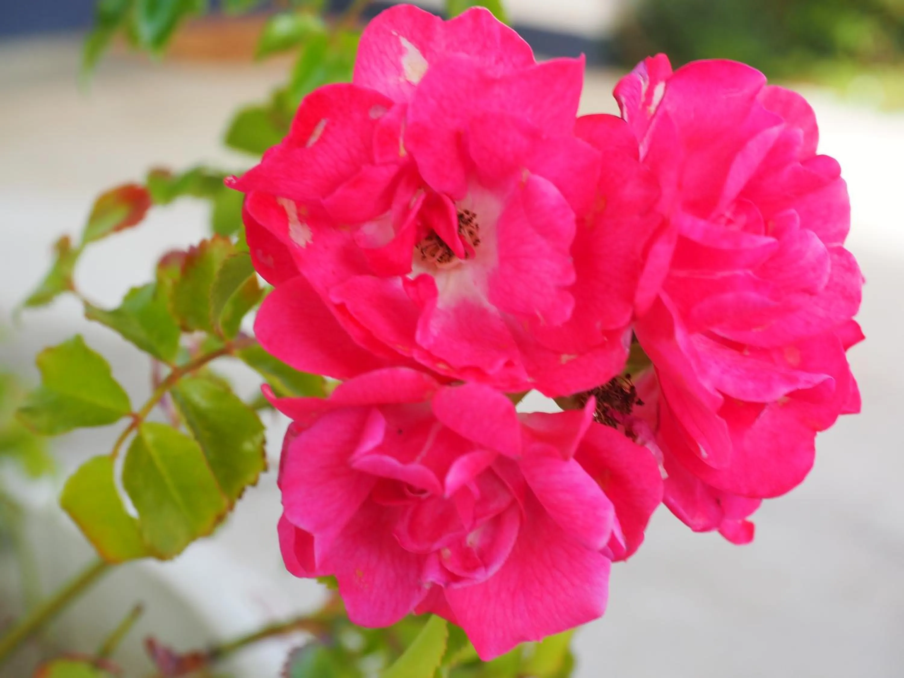 Garden in Burnie Ocean View Motel and Caravan Park