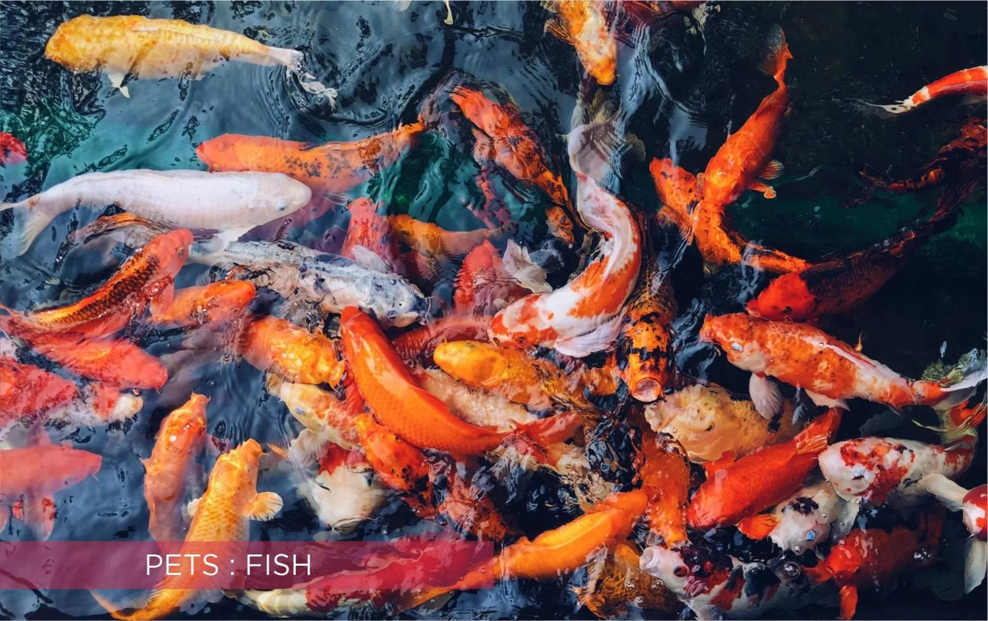 Animals in Ramada Suites By Wyndham Solo