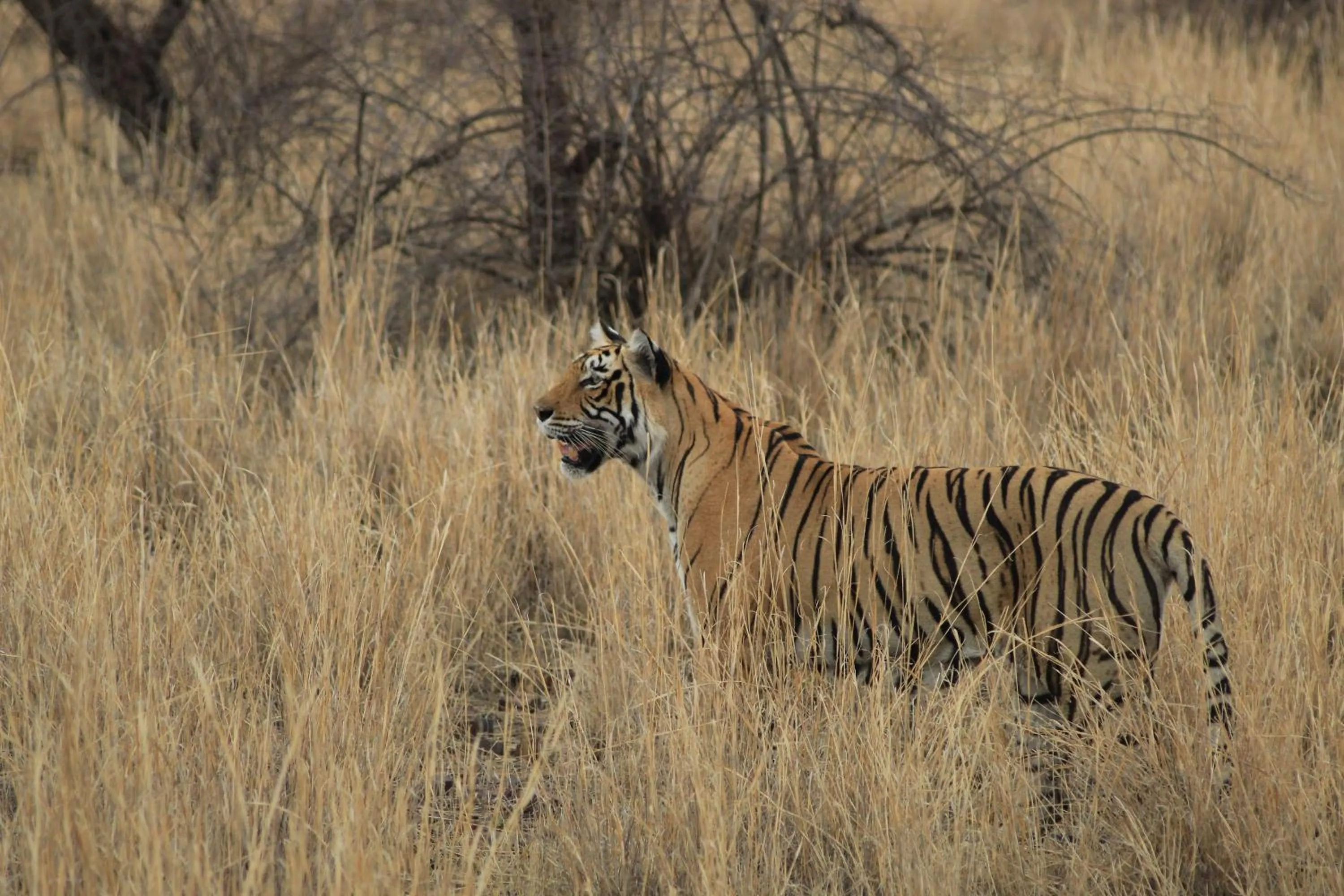 Activities in Hotel Ranthambore Regency