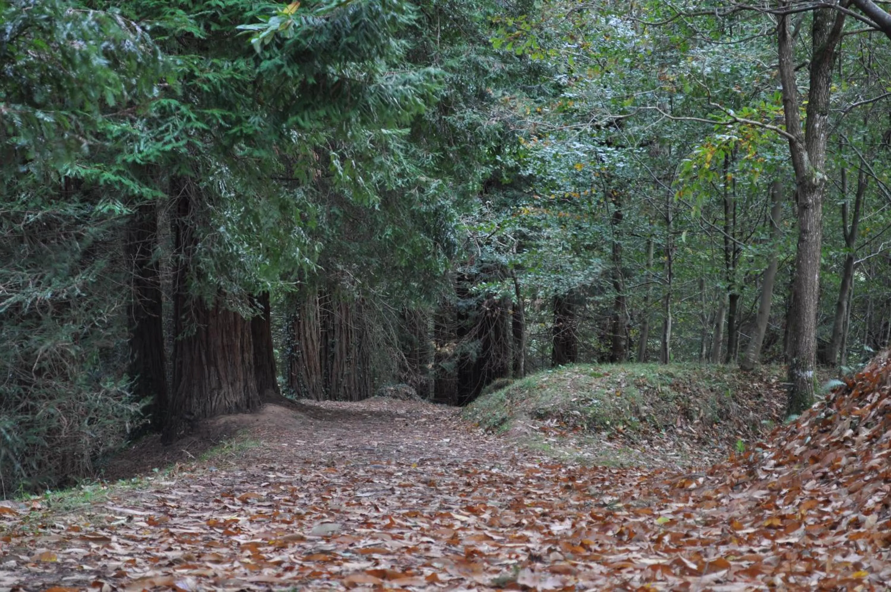 Area and facilities in El Bosque de La Anjana