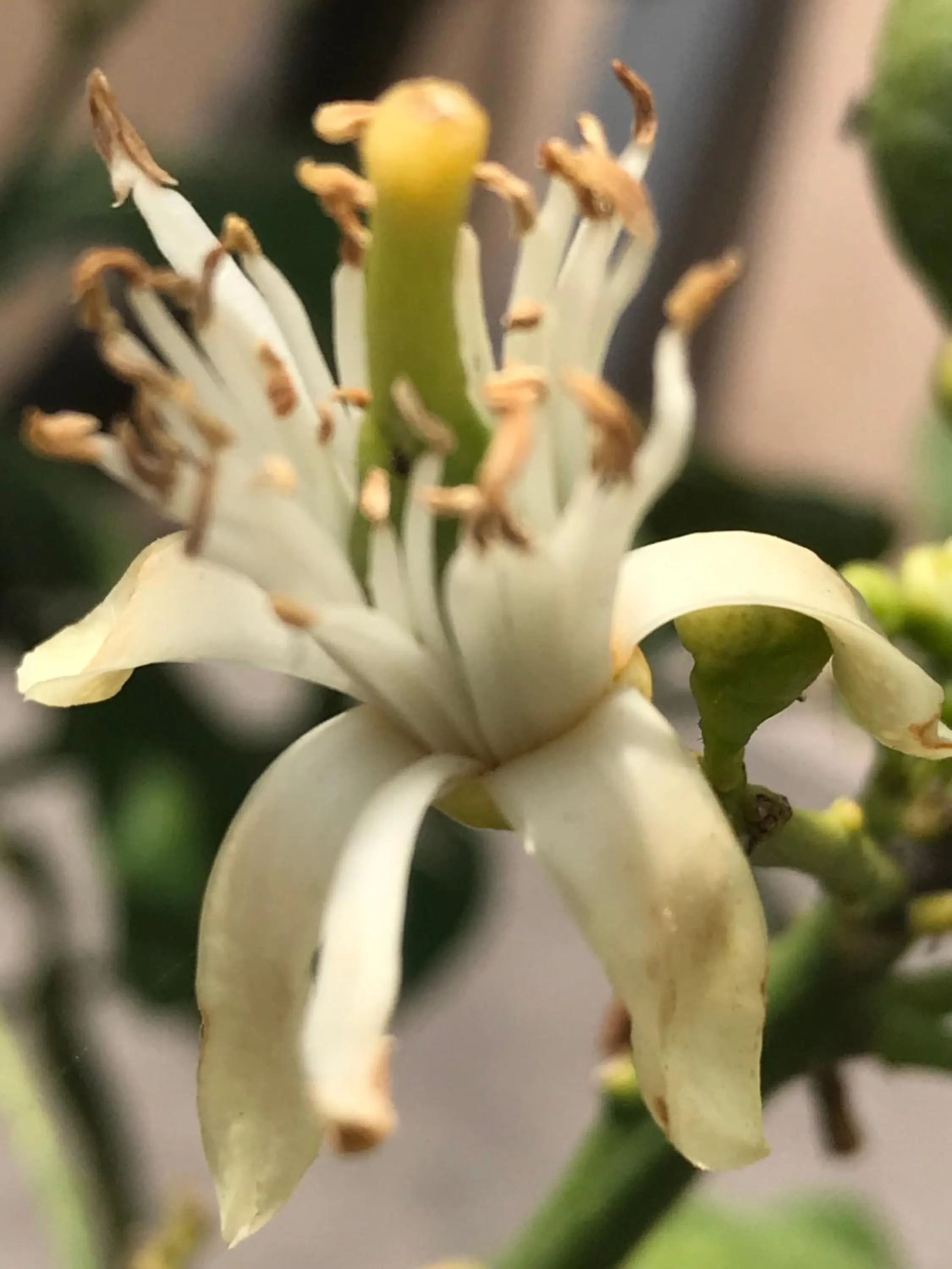 Castello D'Alcontres Guest House 3 stelle