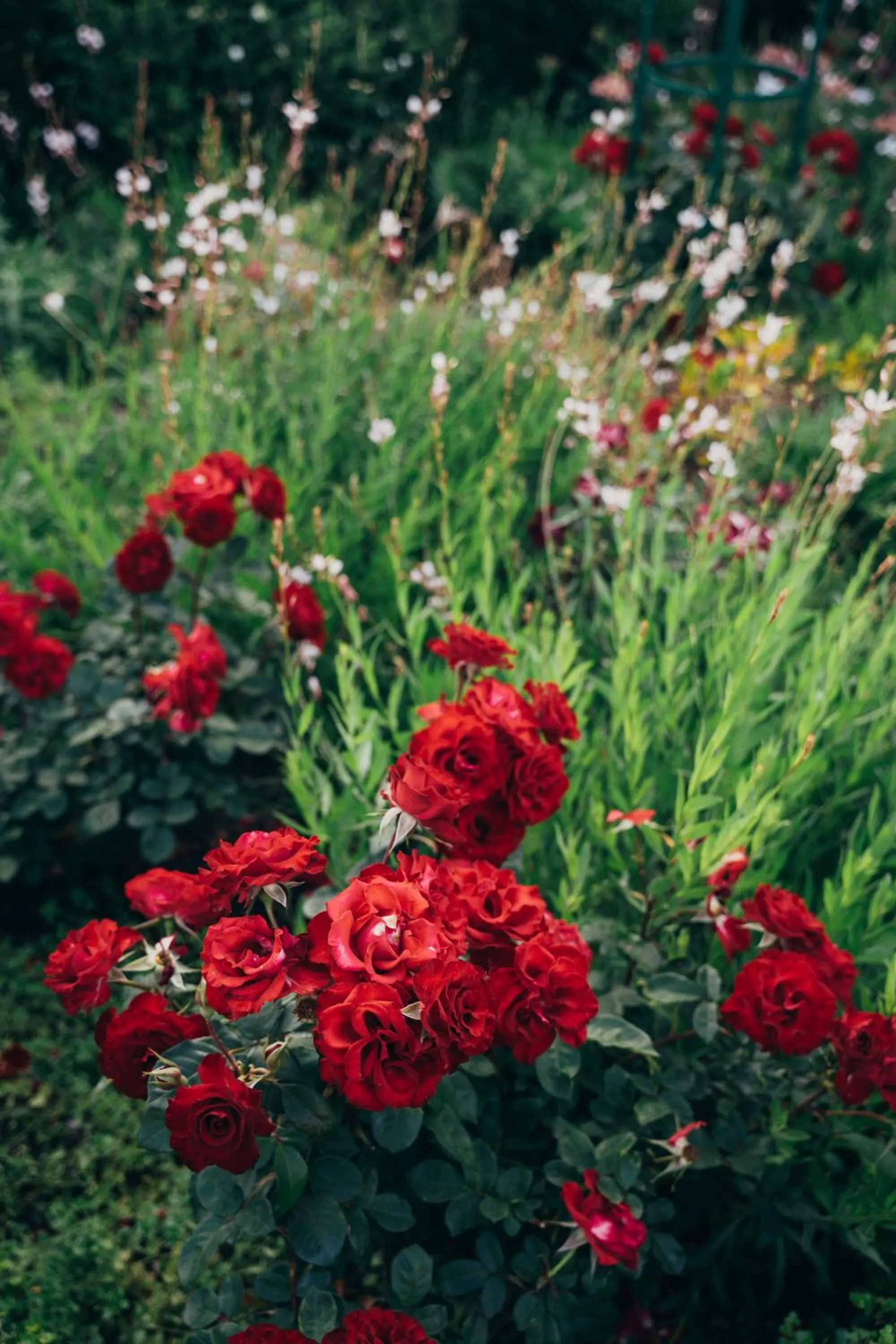 Garden in Les Chambres Guest House