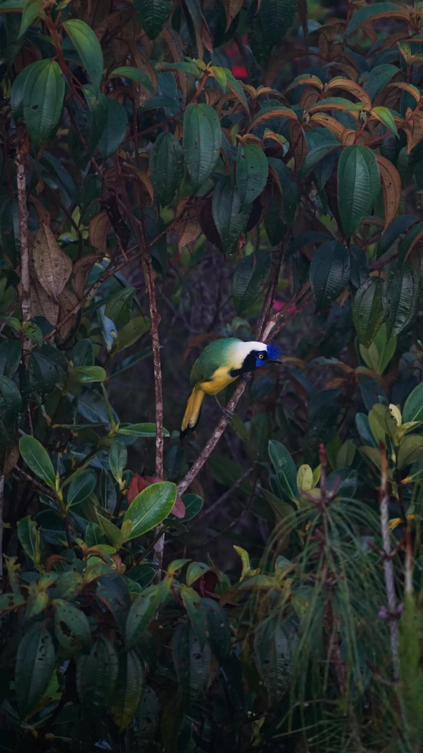 Natural landscape in Bosko