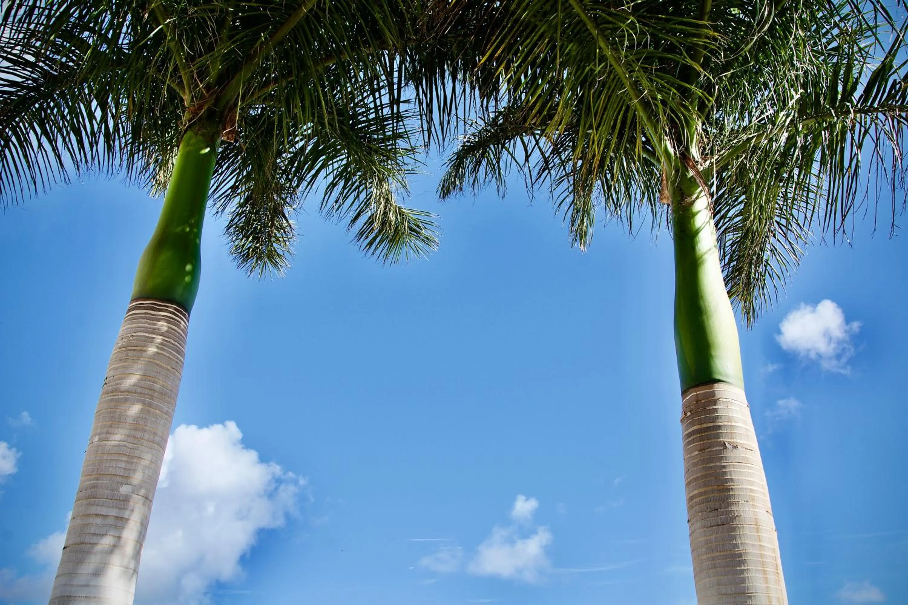 Garden view in Villa Lovisi