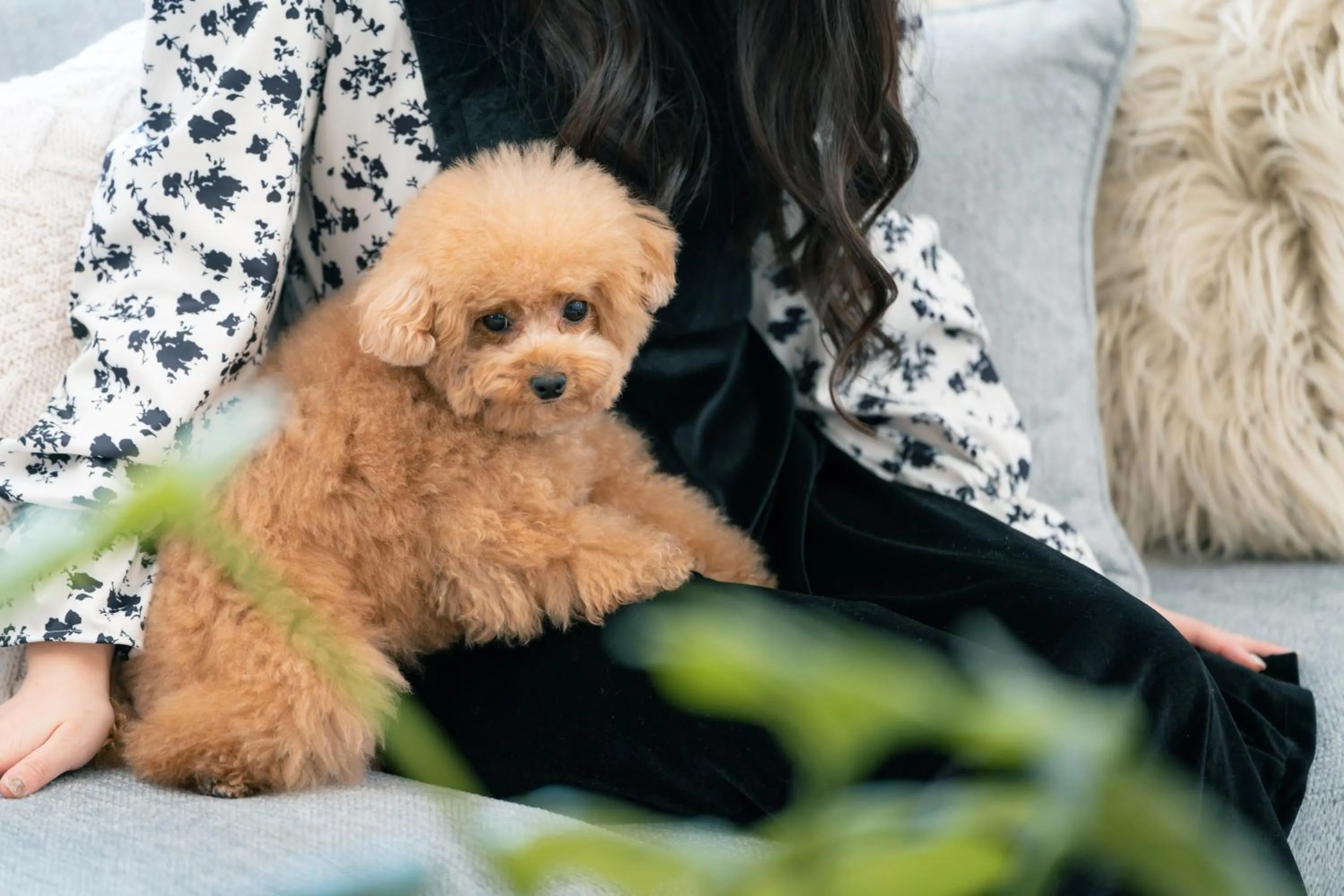 Animals in Hotel Gendairakuen Isehara