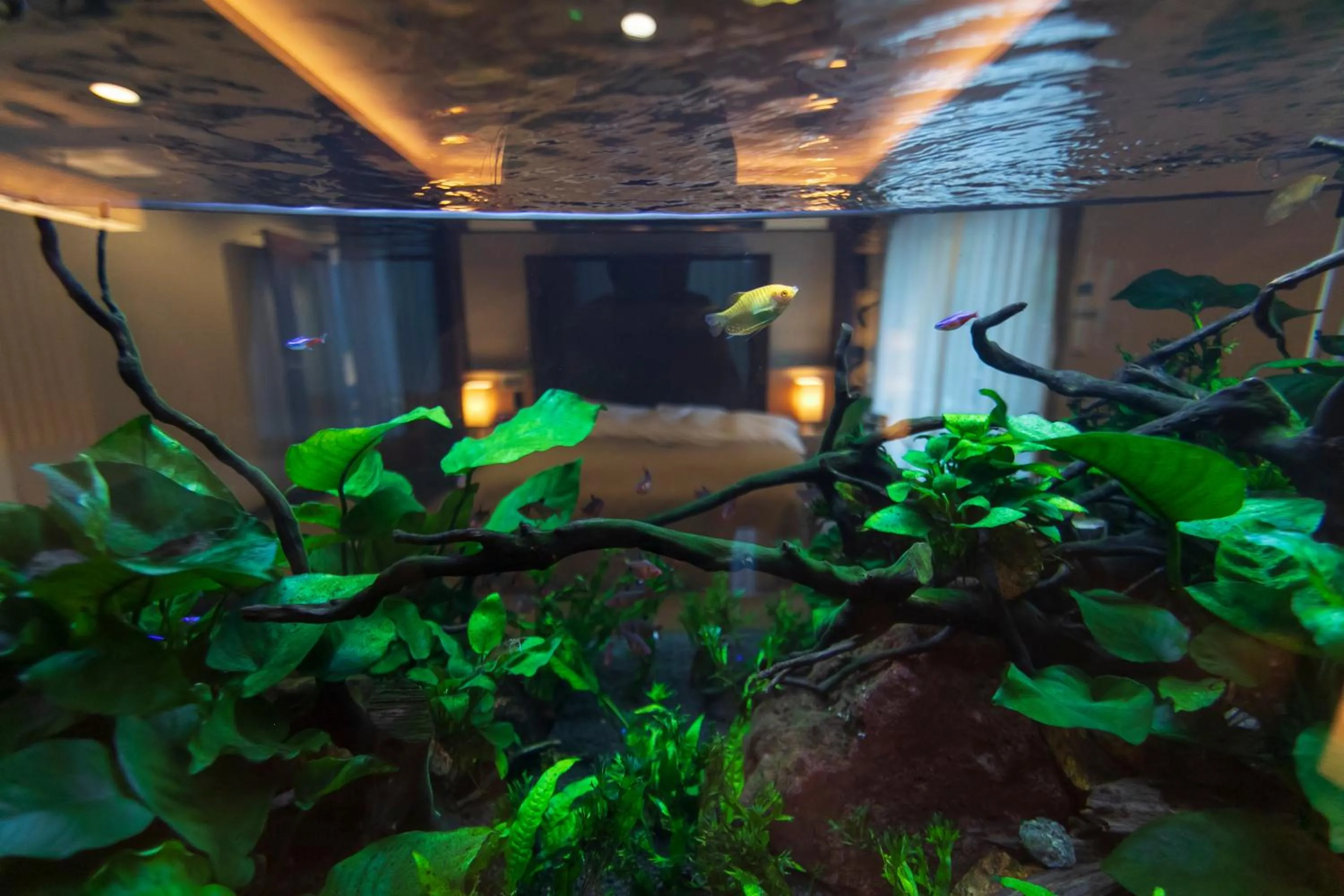 Photo of the whole room in Hotel Gendairakuen Isehara