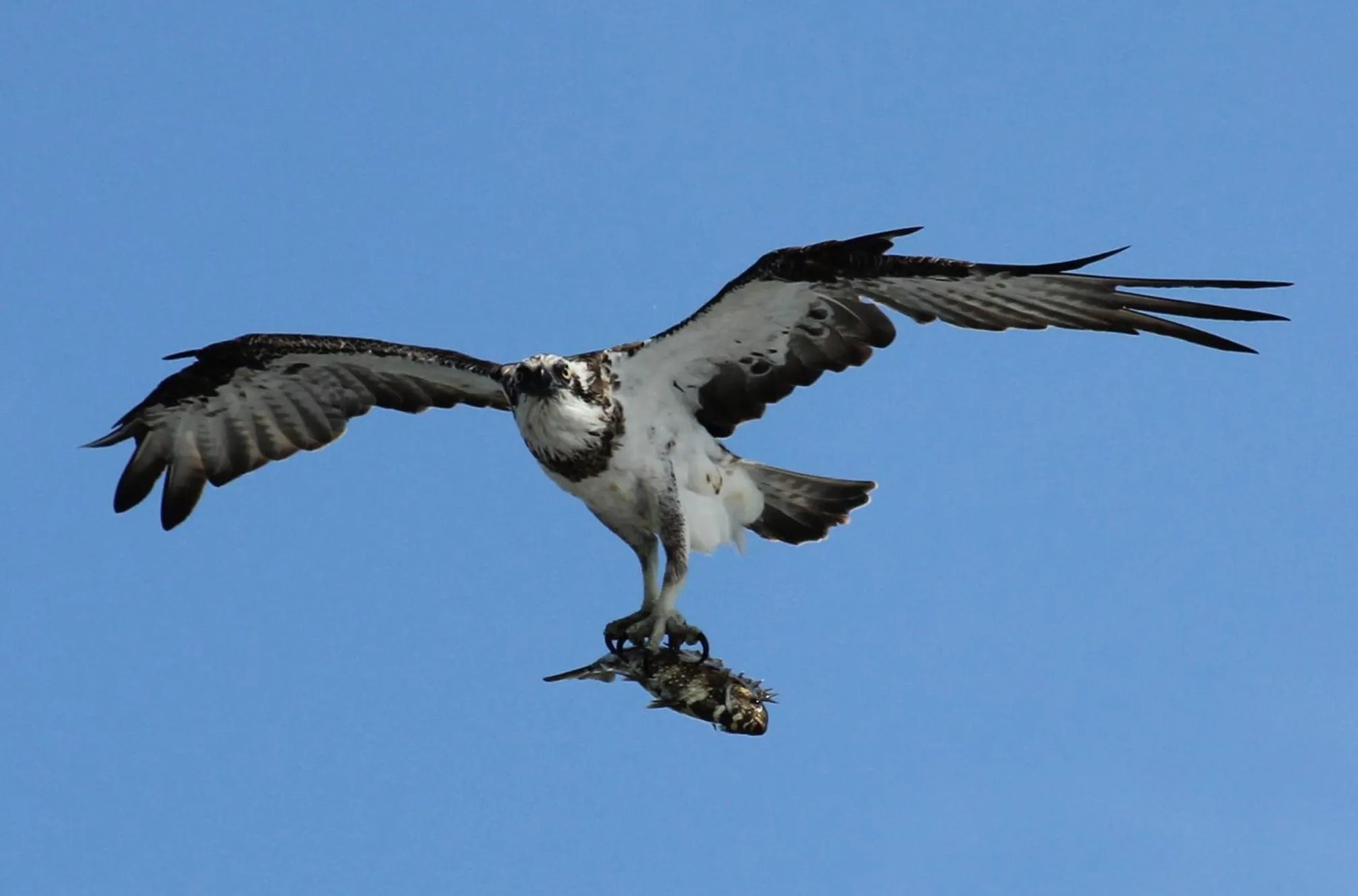 Animals in Riviere on Golden Beach