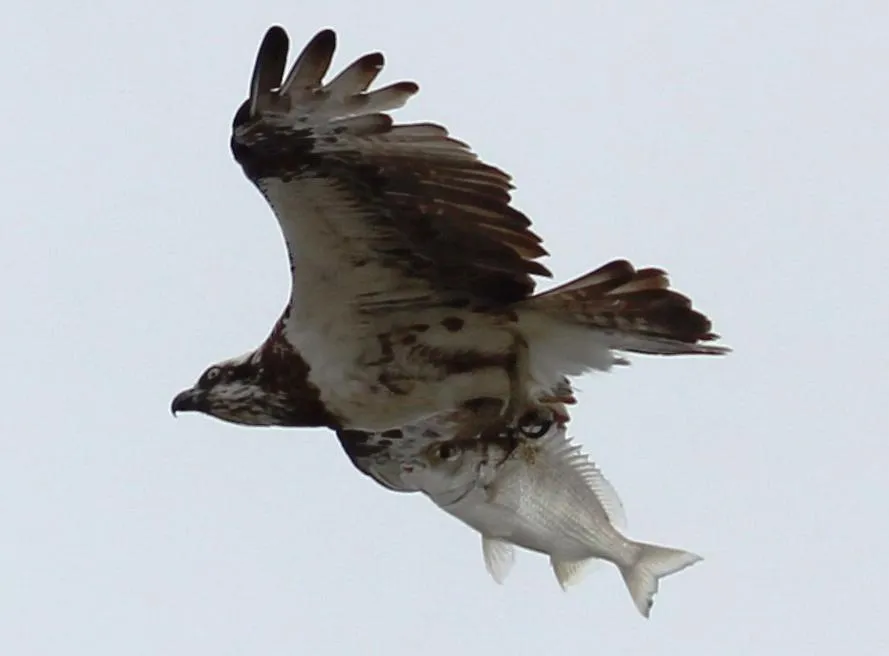 Animals in Riviere on Golden Beach