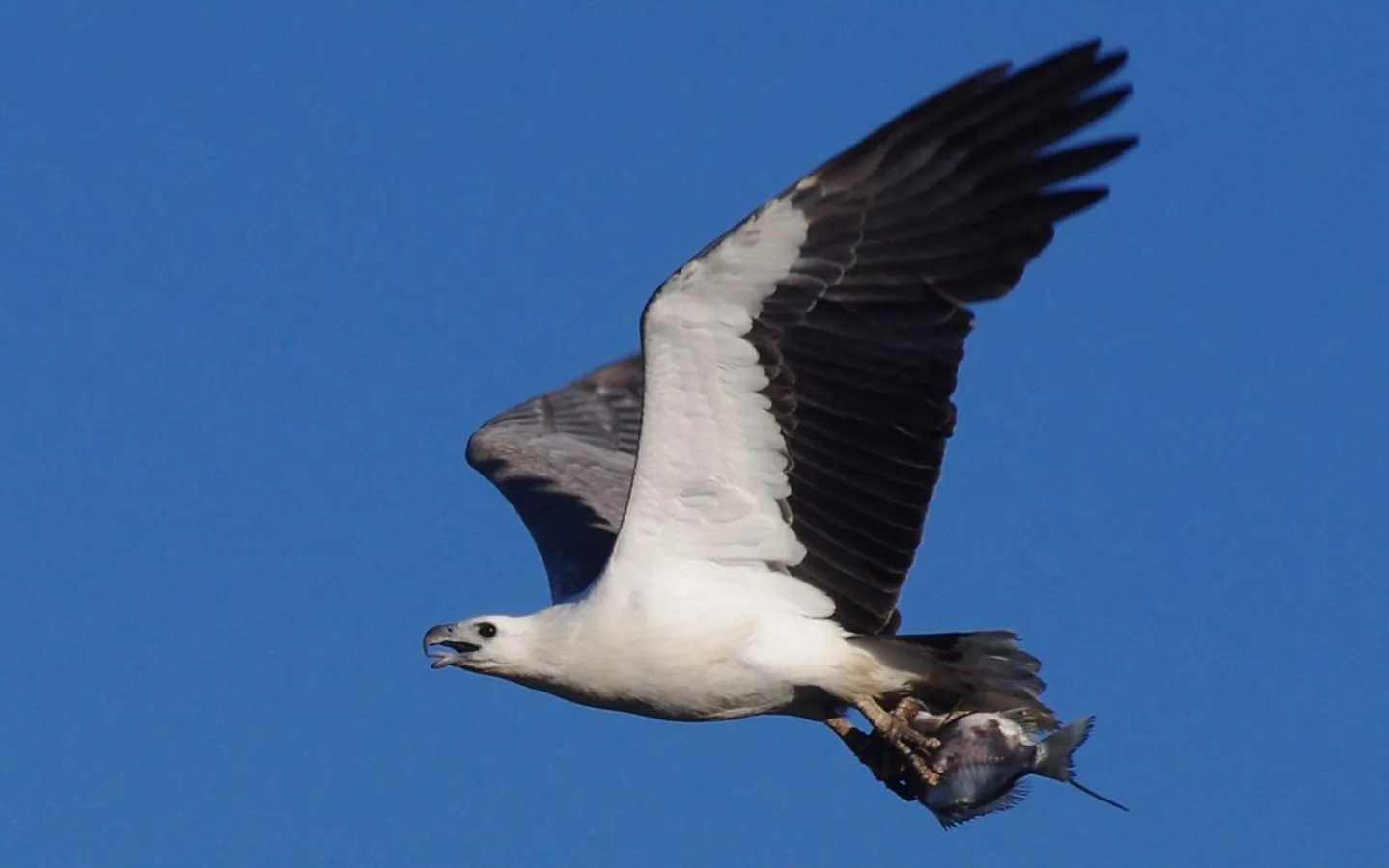 Animals in Riviere on Golden Beach