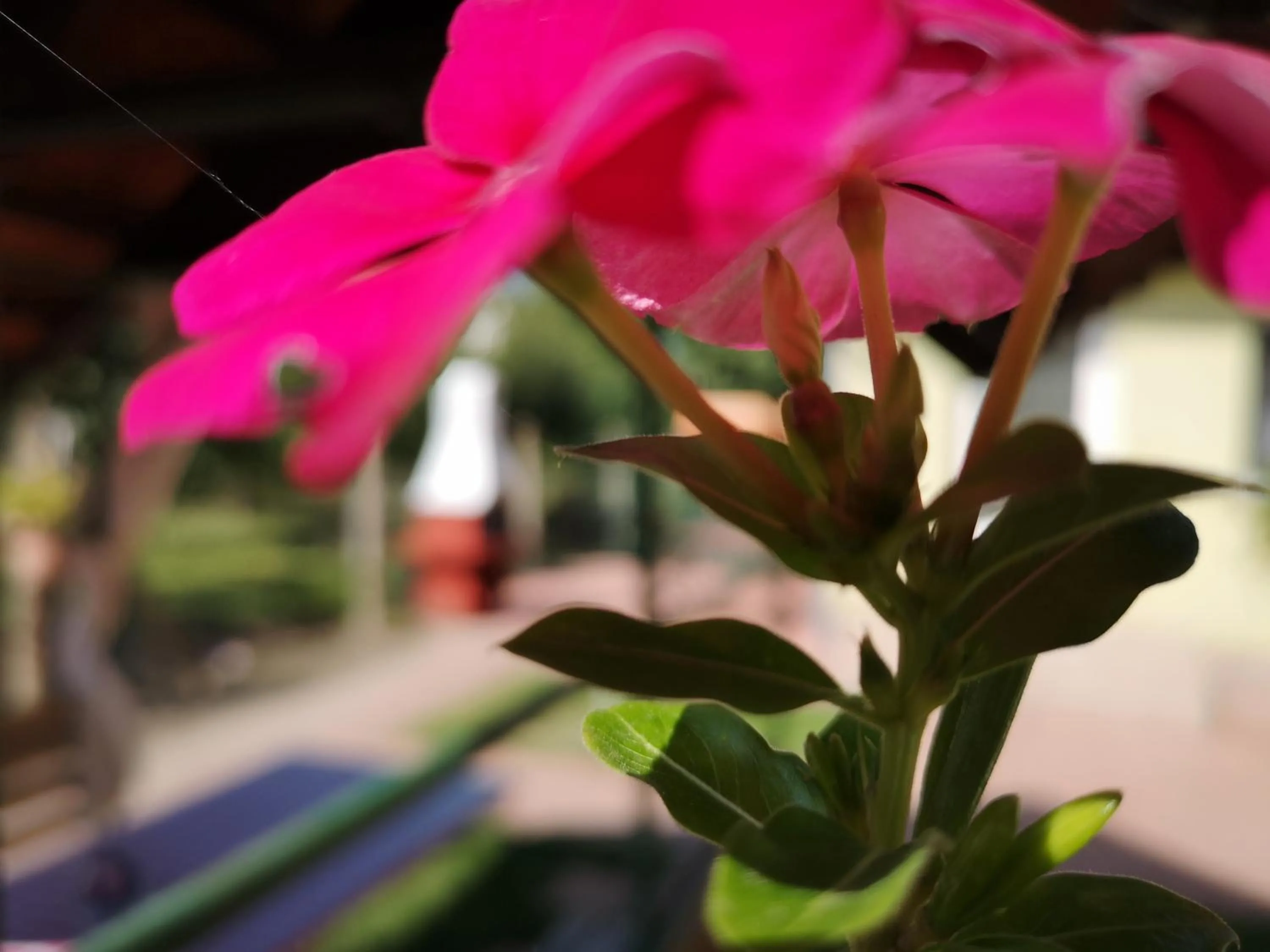 Summer in Apartman Kaszás Garden