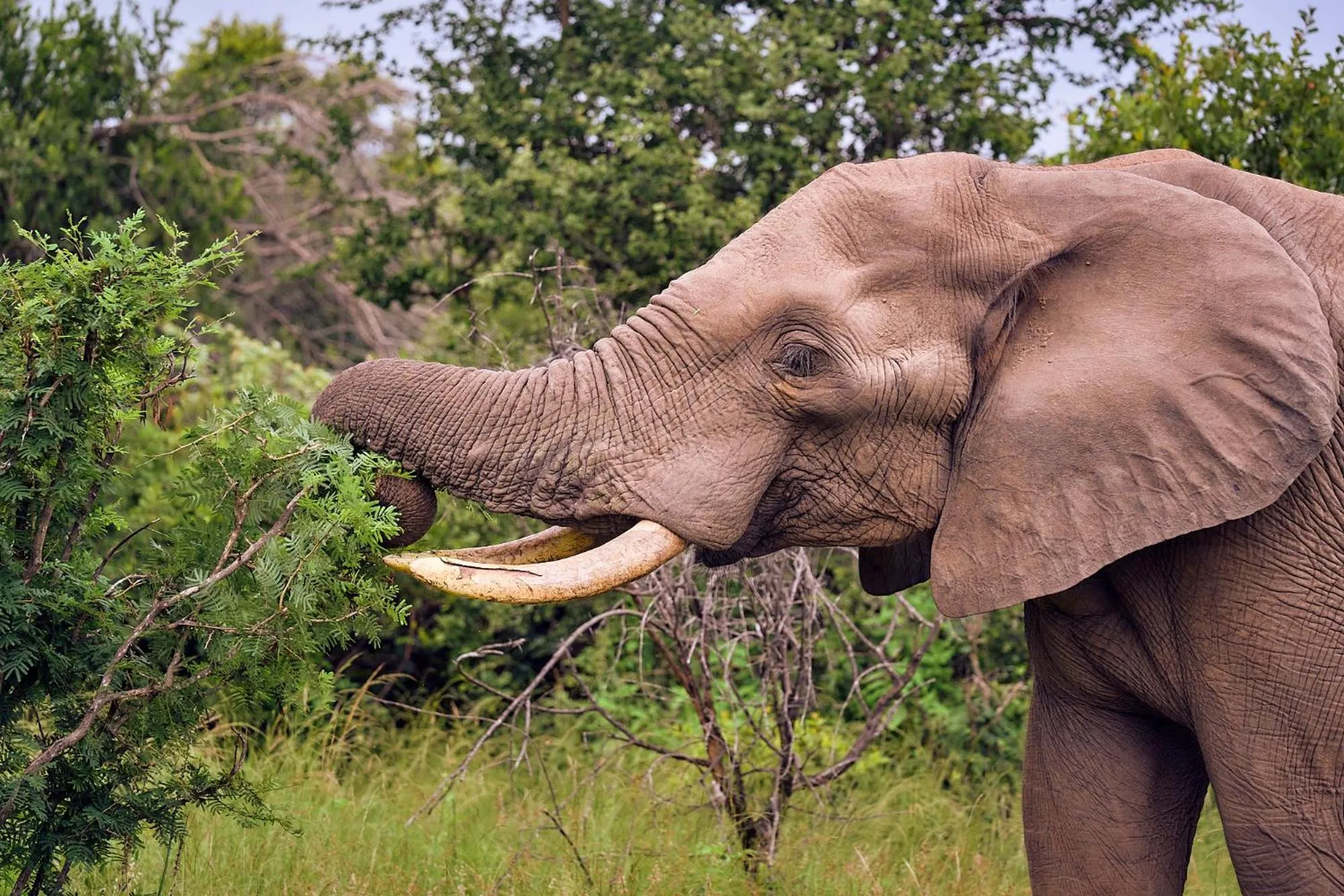 Animals in Parsons Hilltop Safari Camp