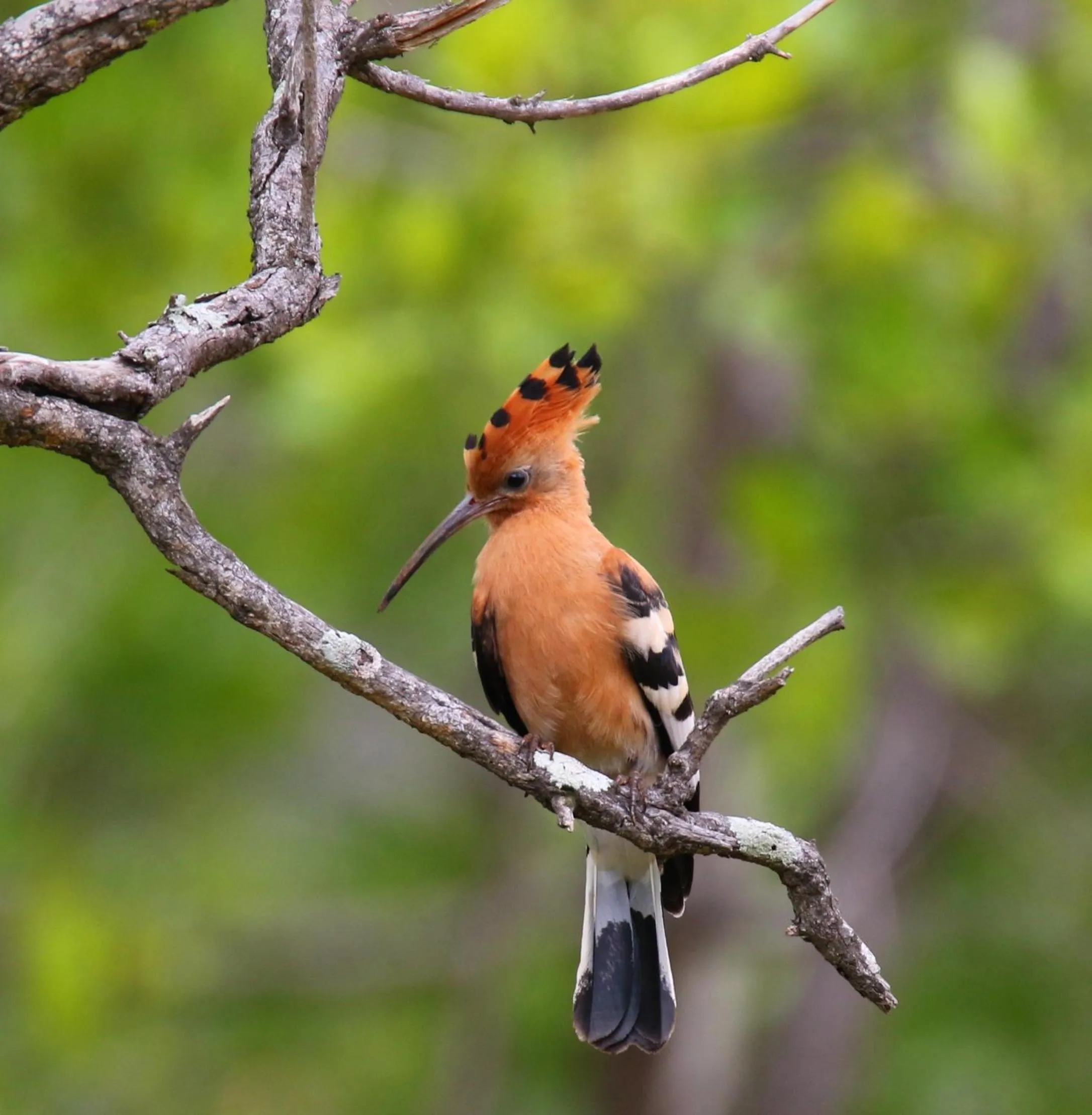 Animals in Parsons Hilltop Safari Camp