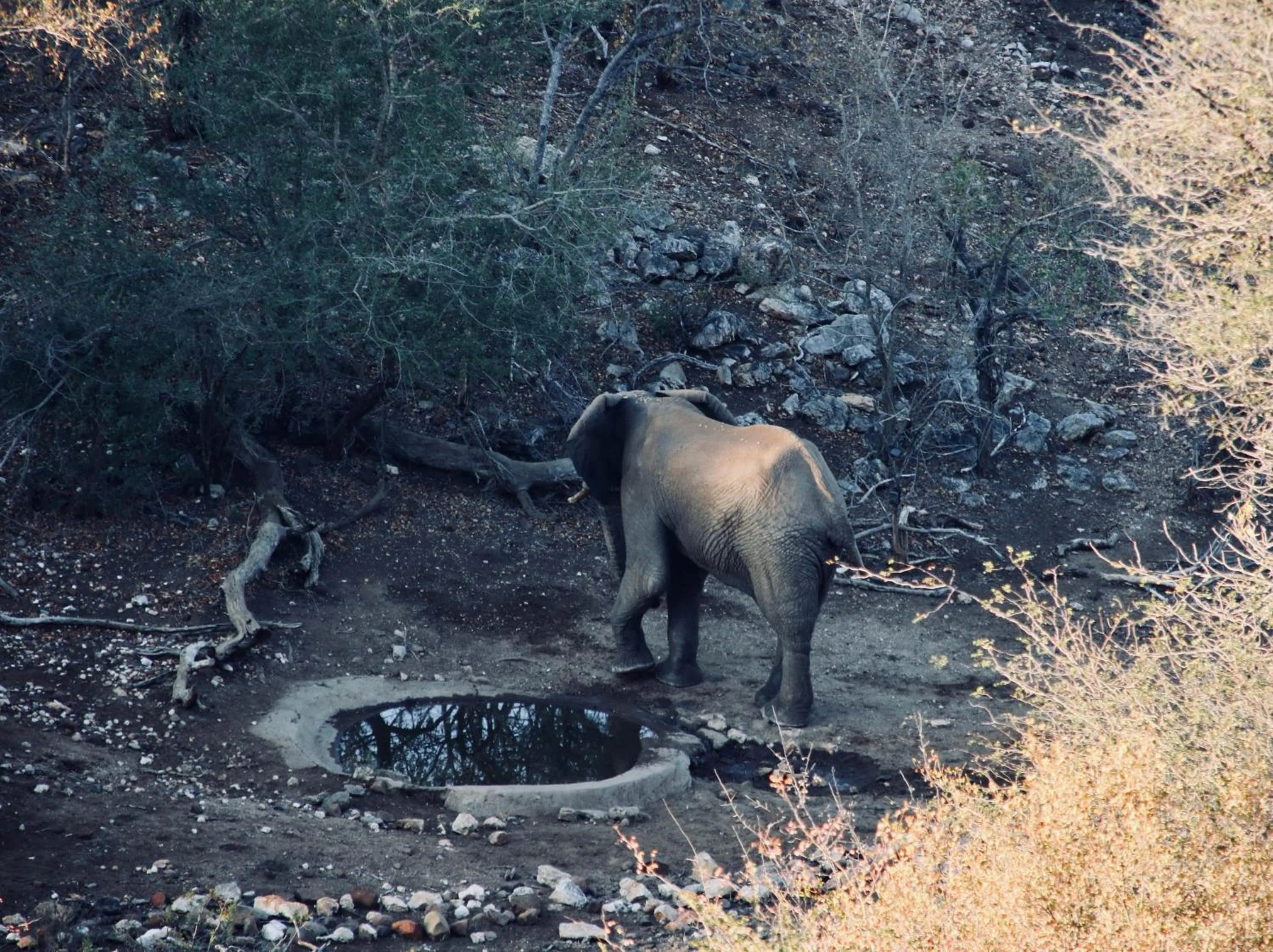 Animals in Parsons Hilltop Safari Camp