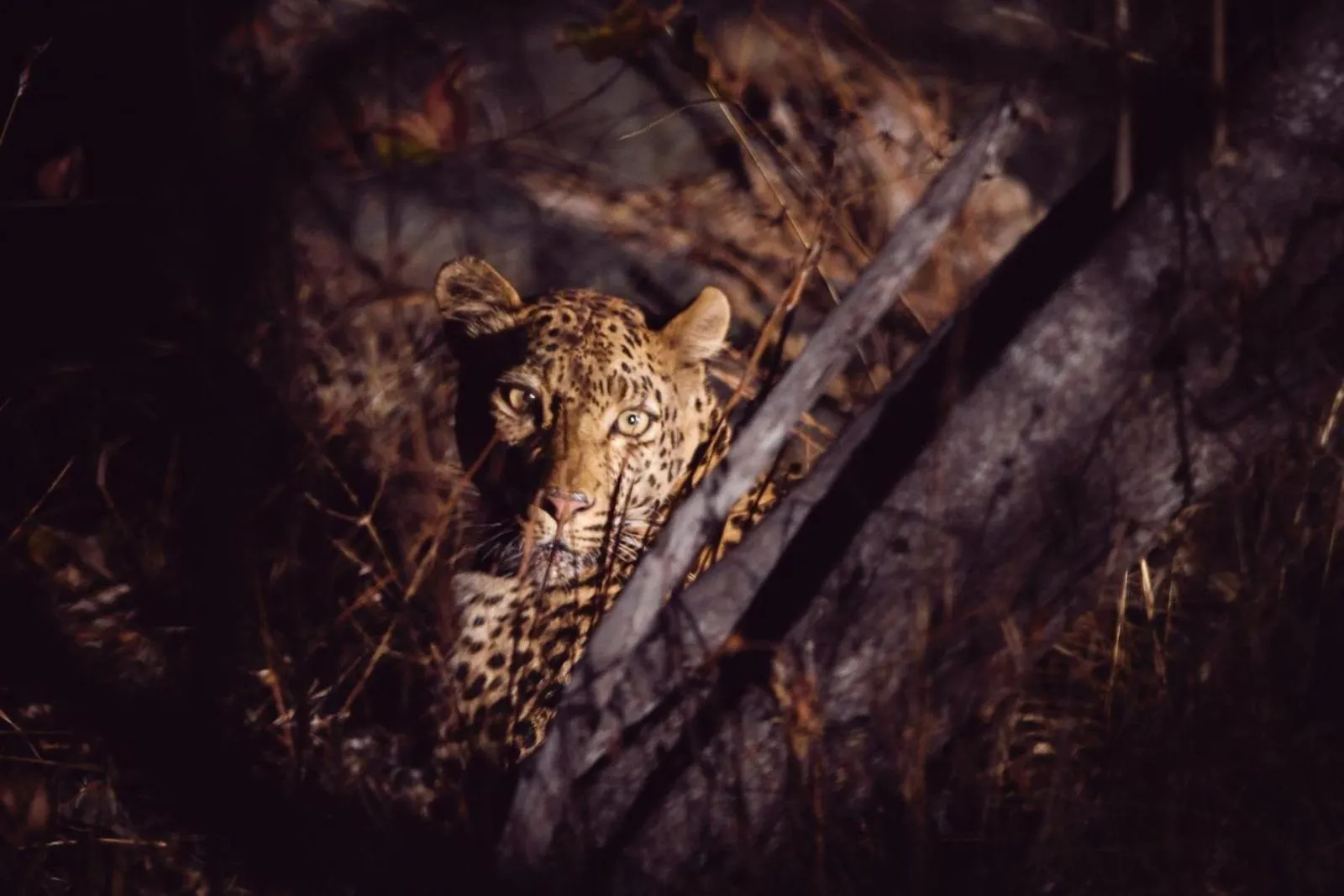 Property building in Parsons Hilltop Safari Camp