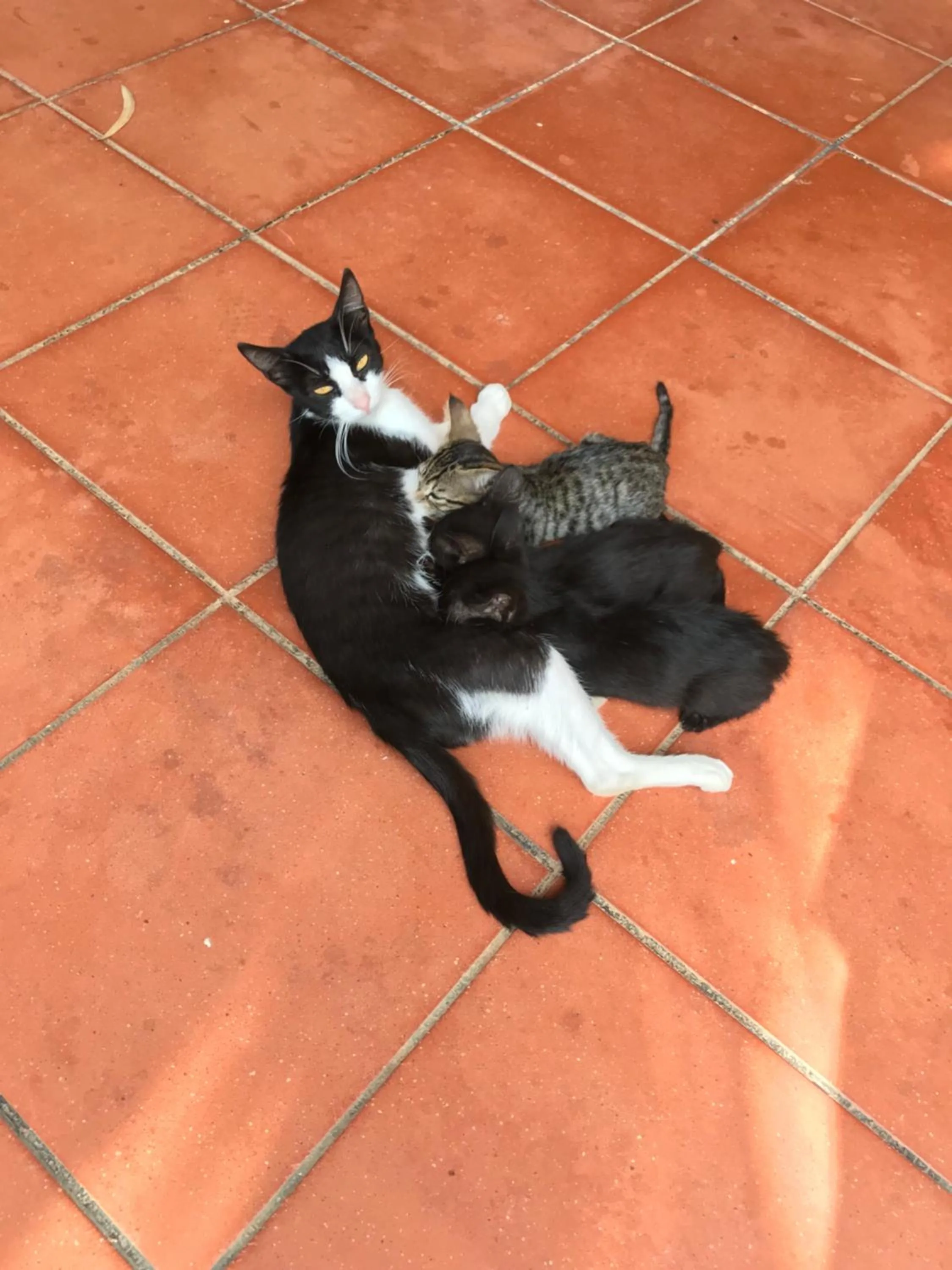 Animals in La casa di Sergio