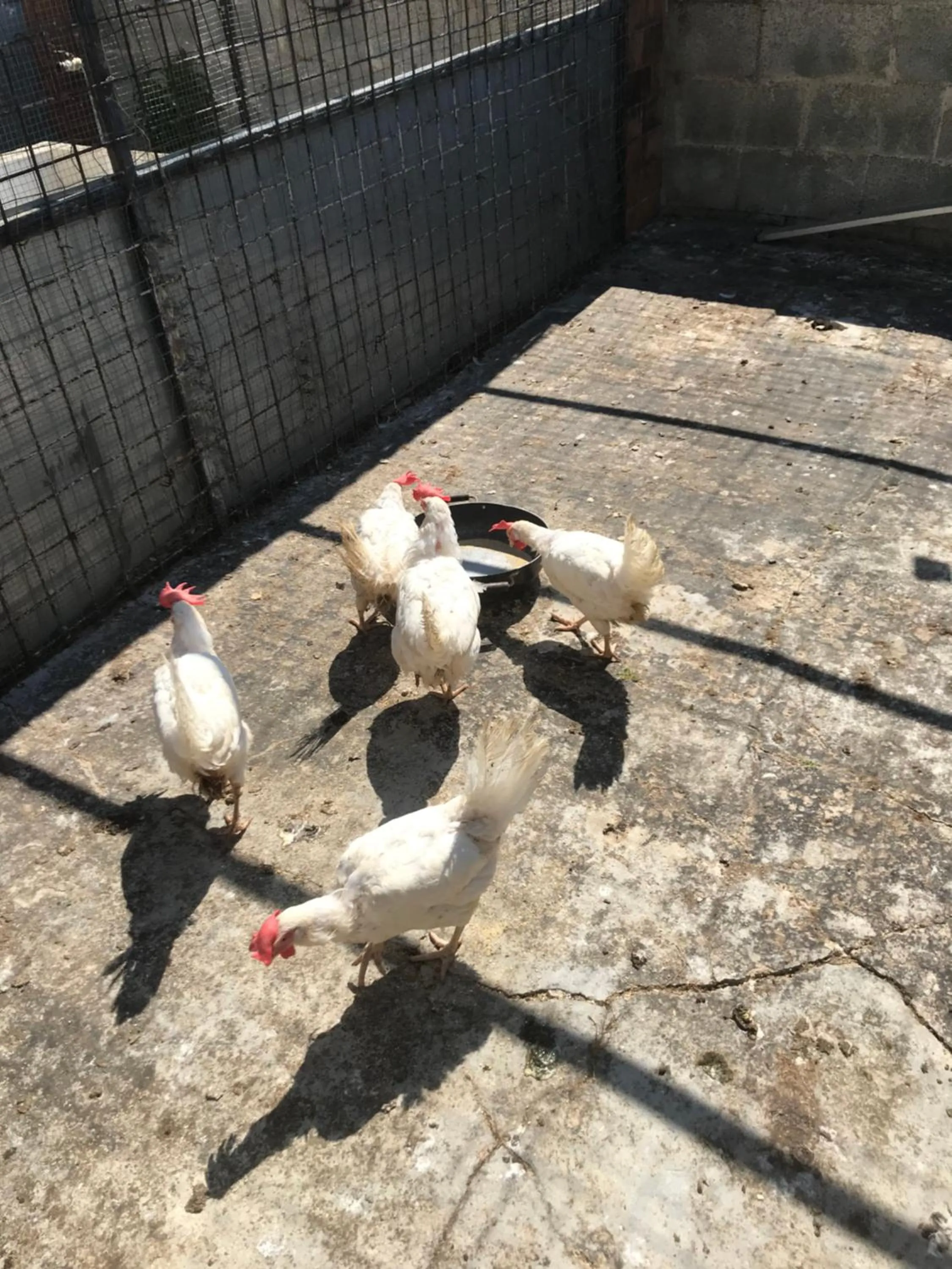 Animals in La casa di Sergio