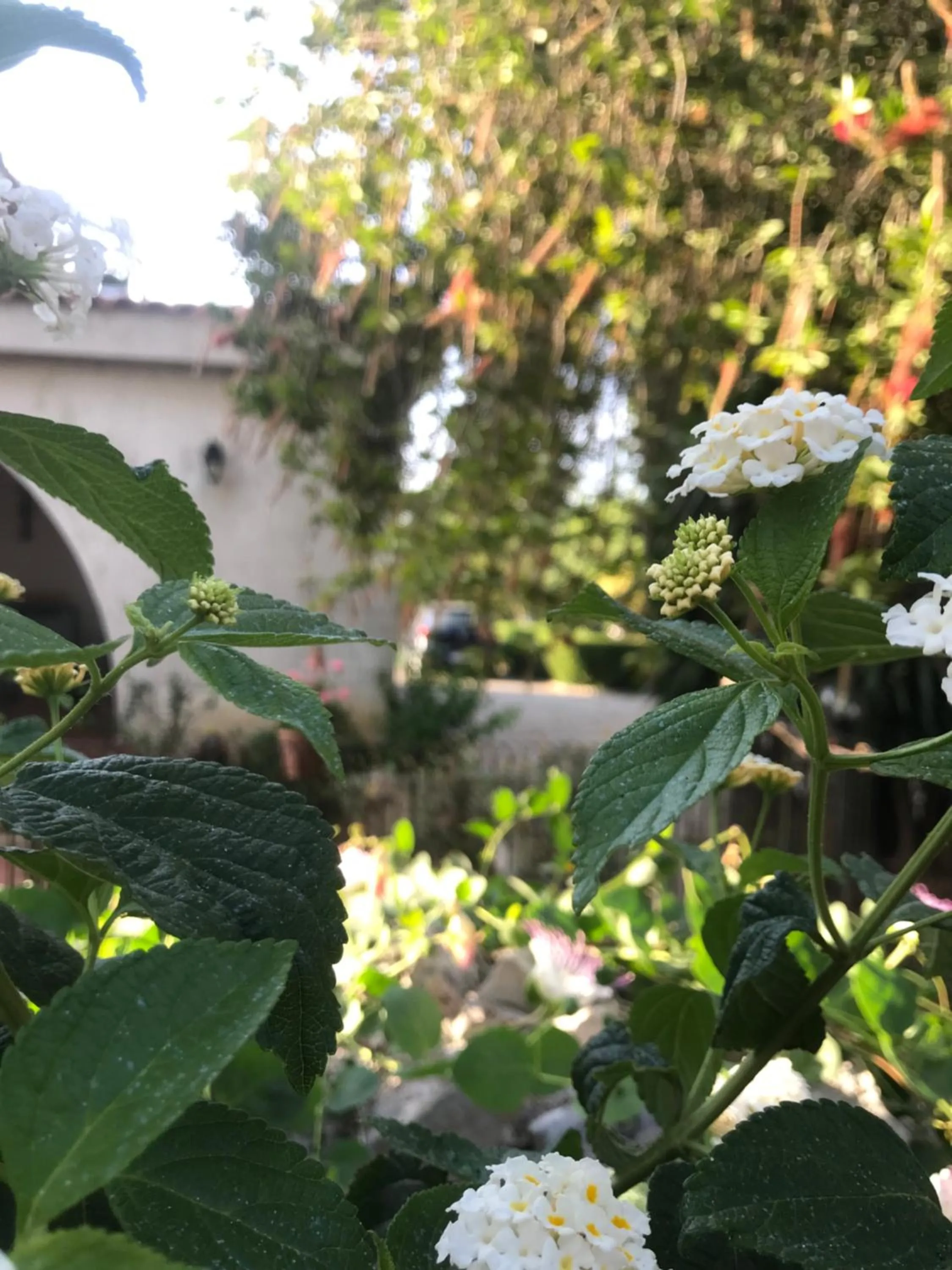 Garden in La casa di Sergio