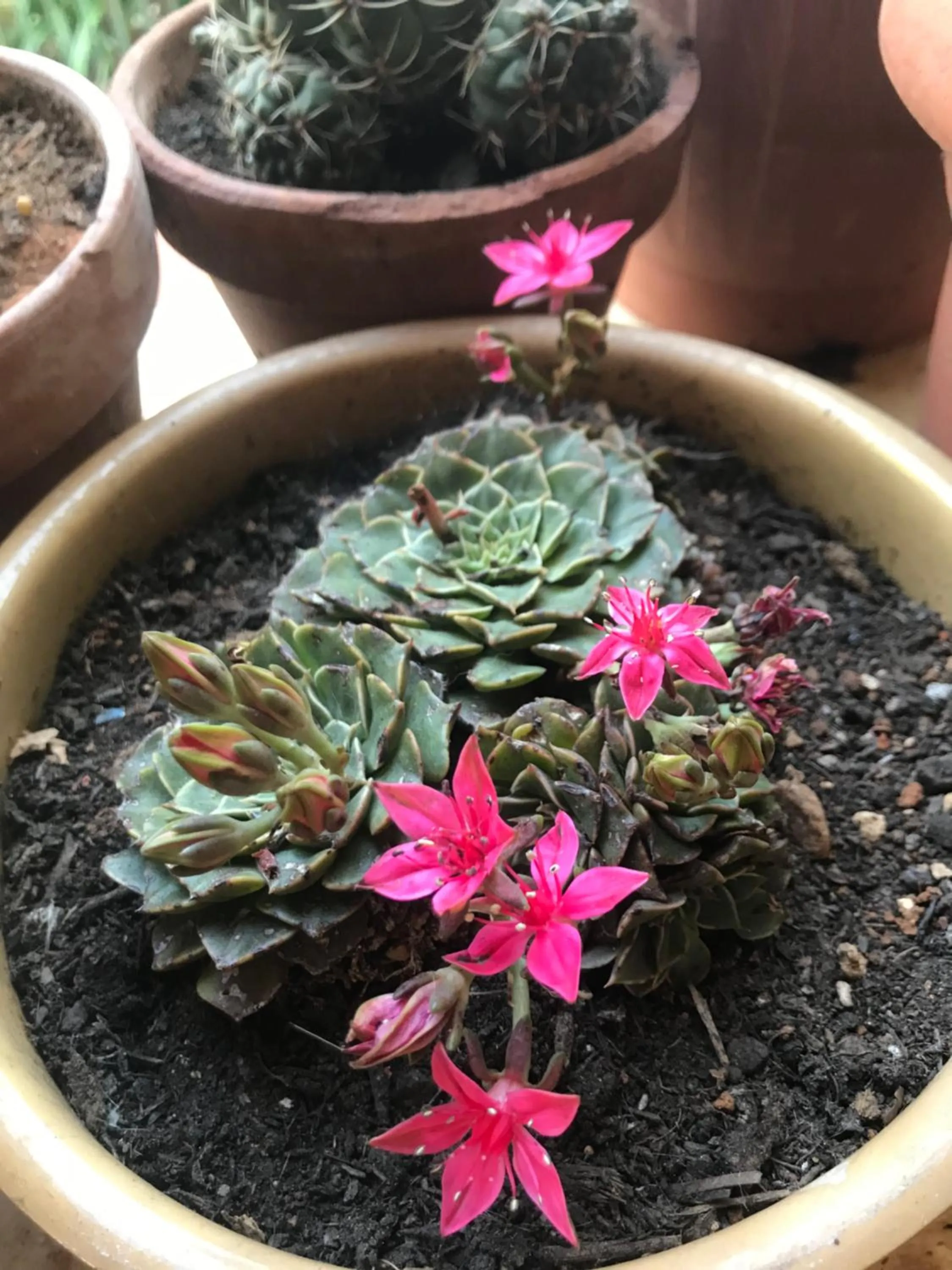 Garden in La casa di Sergio