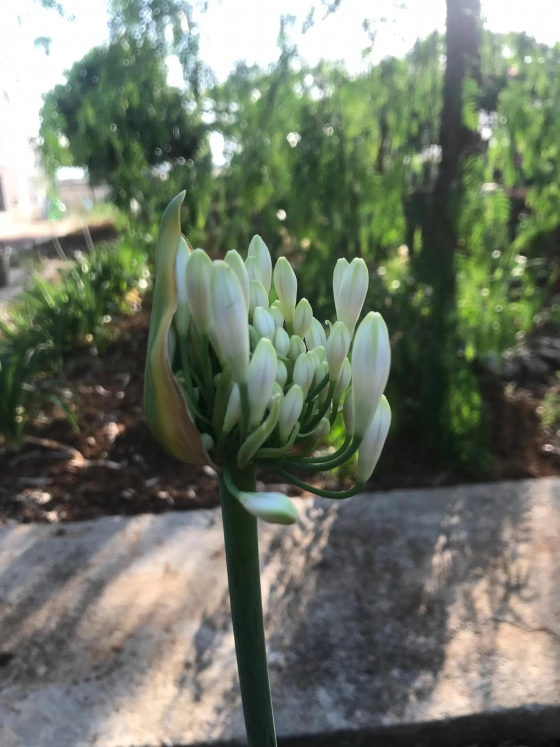 Garden in La casa di Sergio