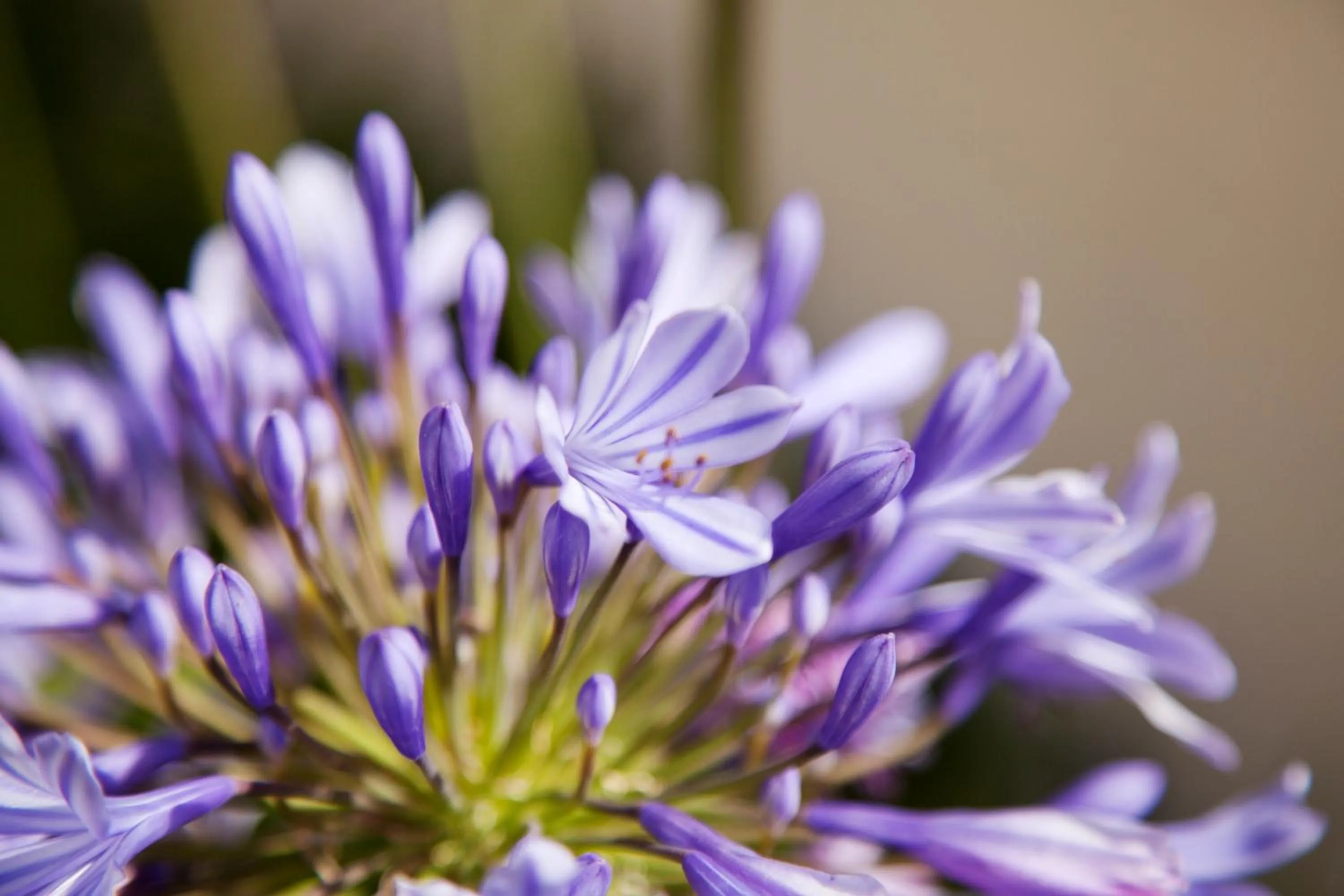 Garden in Labreña Hotel