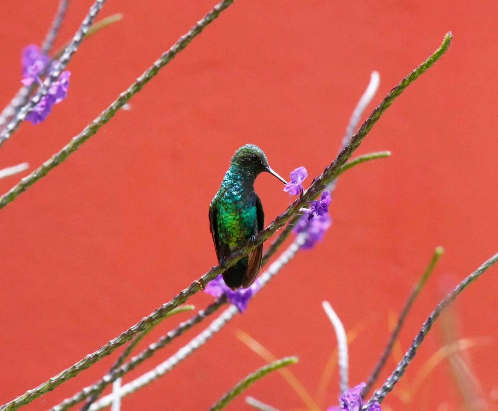 Natural landscape in Ecolodge Bahia del Peñón
