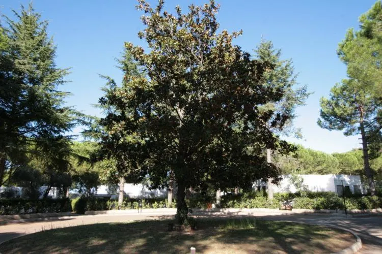 Garden in Hotel Mira
