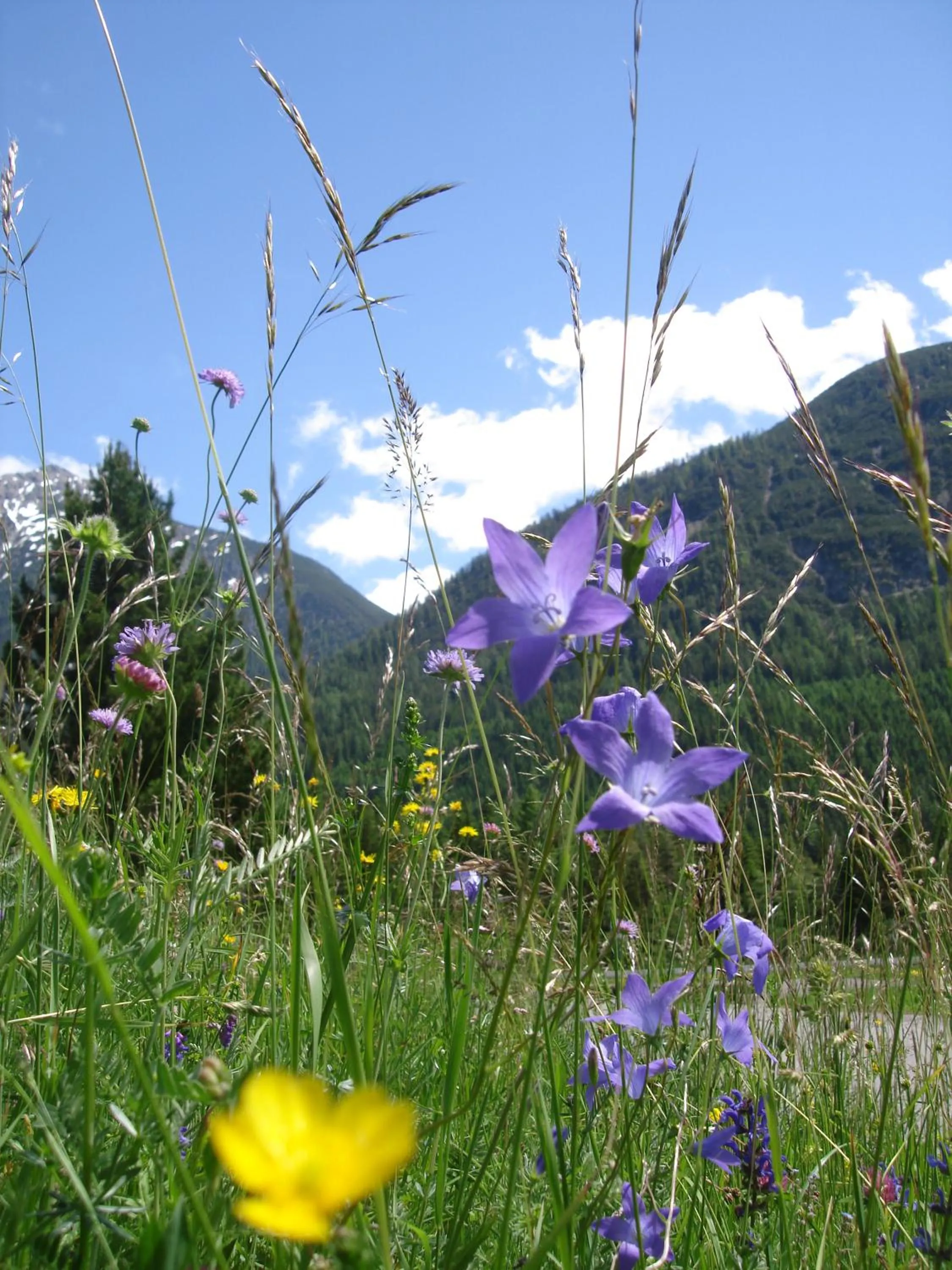 Natural landscape in Ferienwohnungen Durst Roswitha