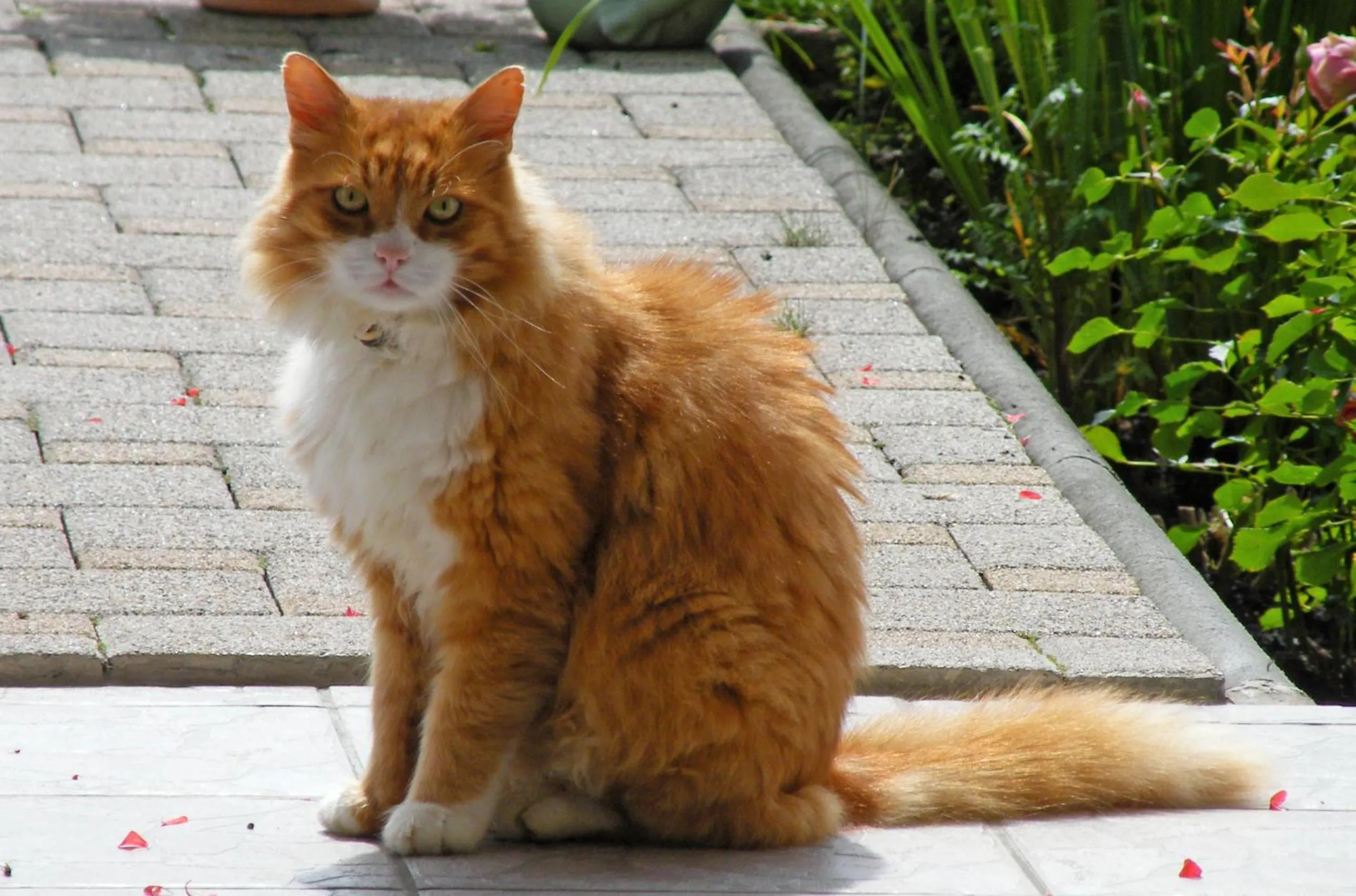 Pets in Ferienwohnungen Durst Roswitha