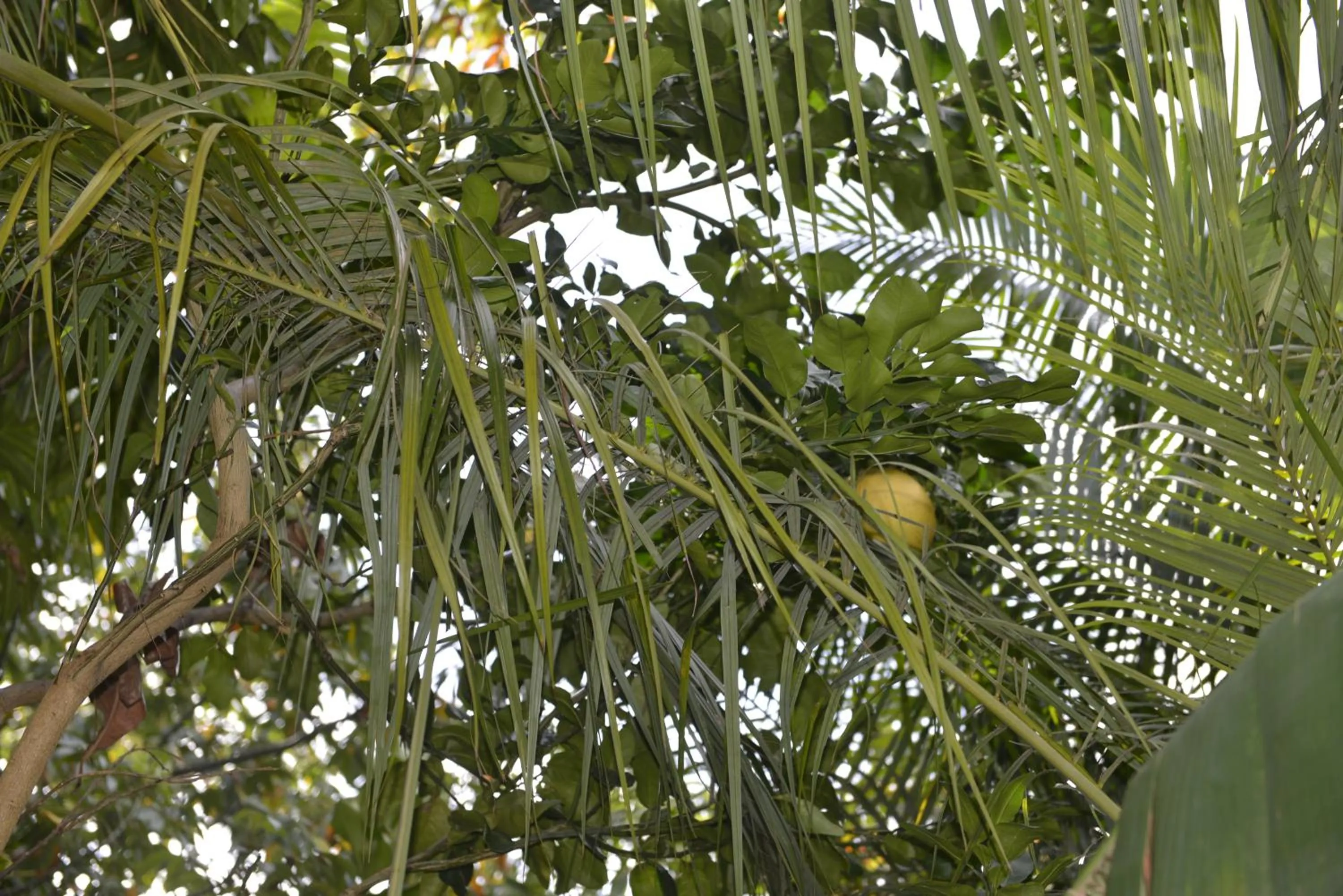 Garden in Villa Des Remparts