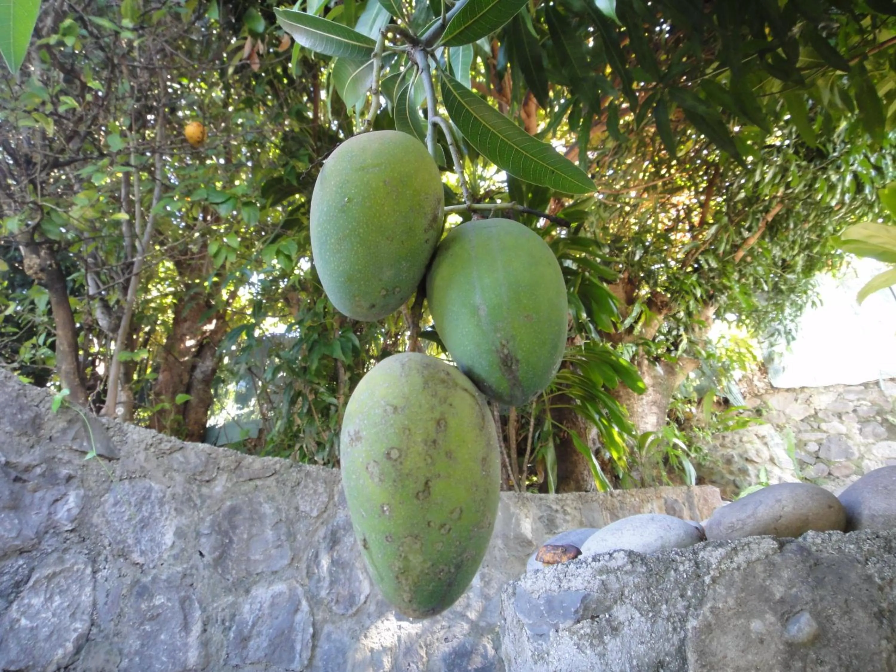 Natural landscape in Villa Des Remparts