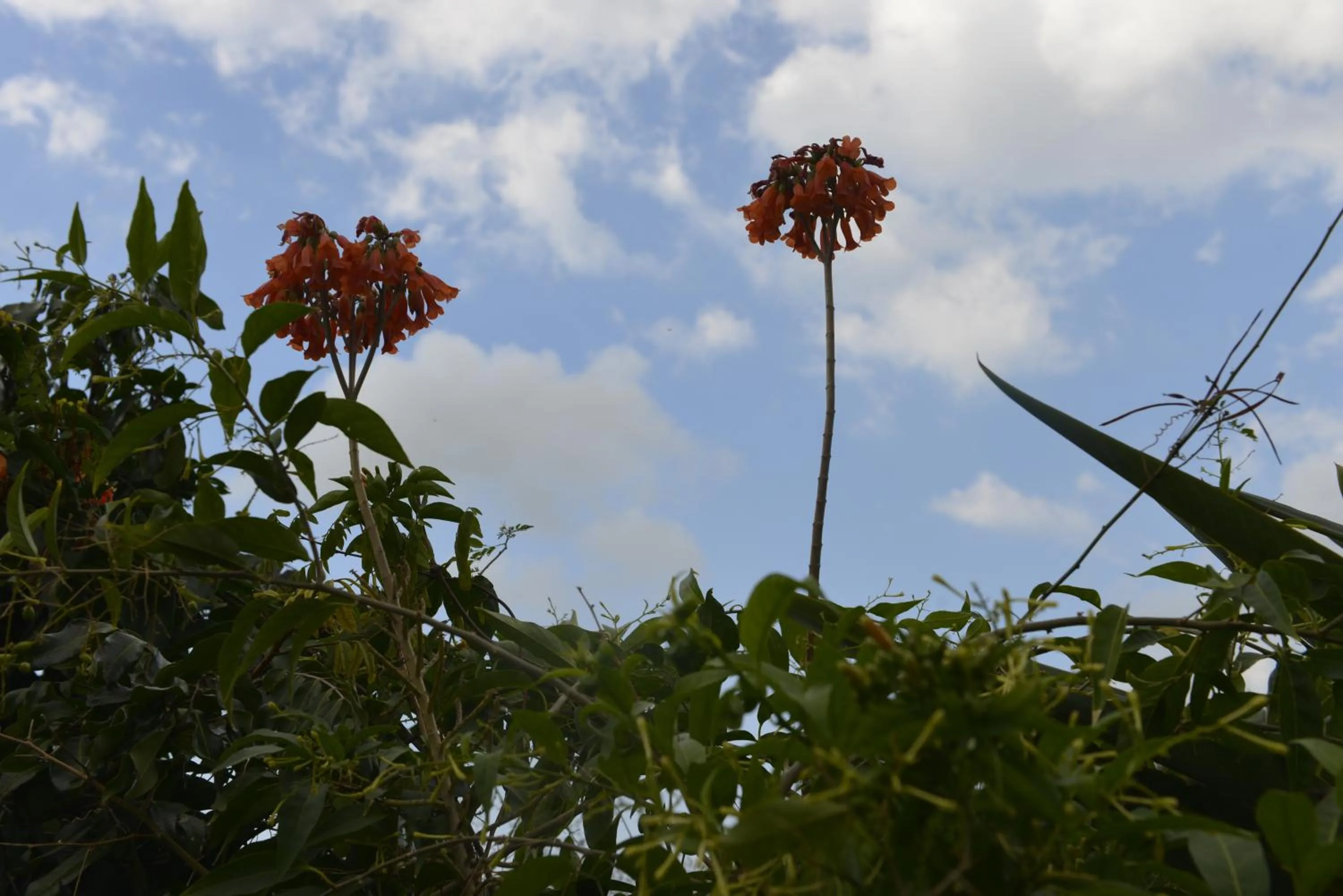 Garden in Villa Des Remparts