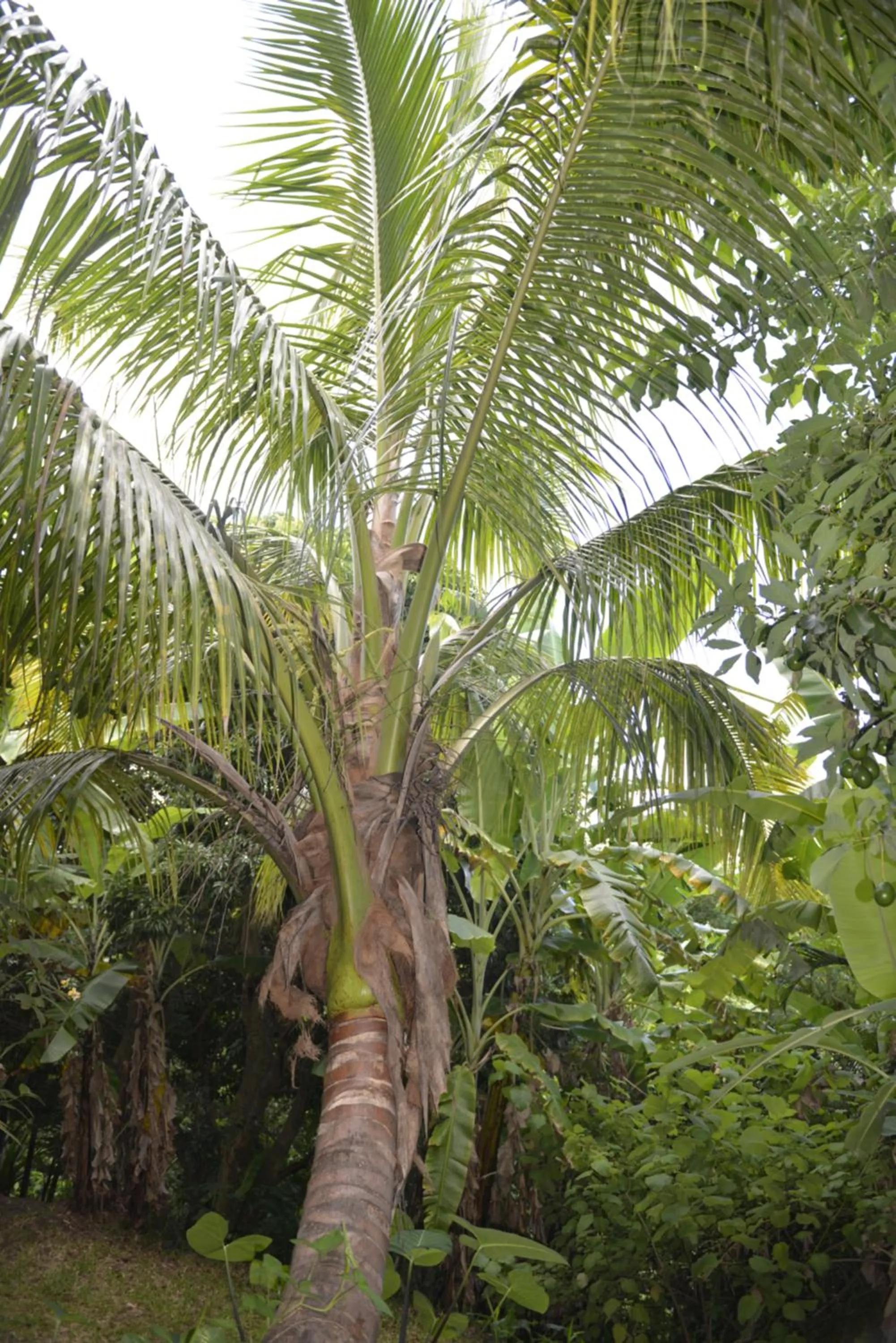 Garden in Villa Des Remparts