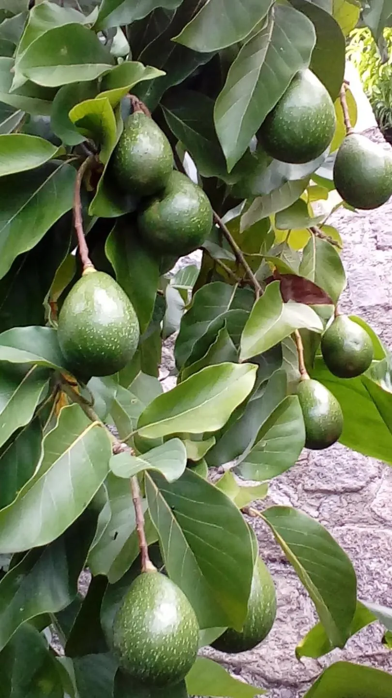 Garden in Villa Des Remparts