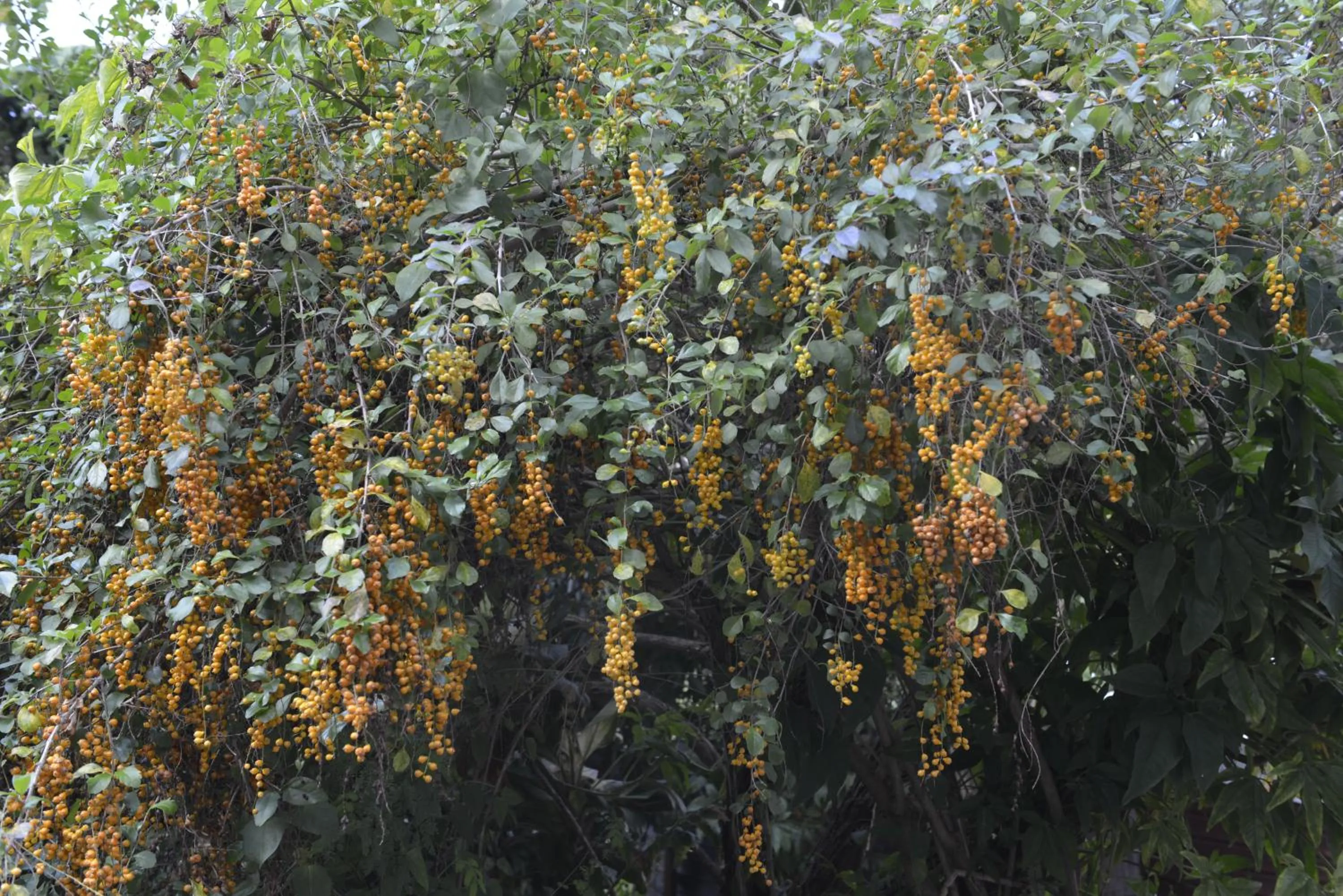 Garden in Villa Des Remparts