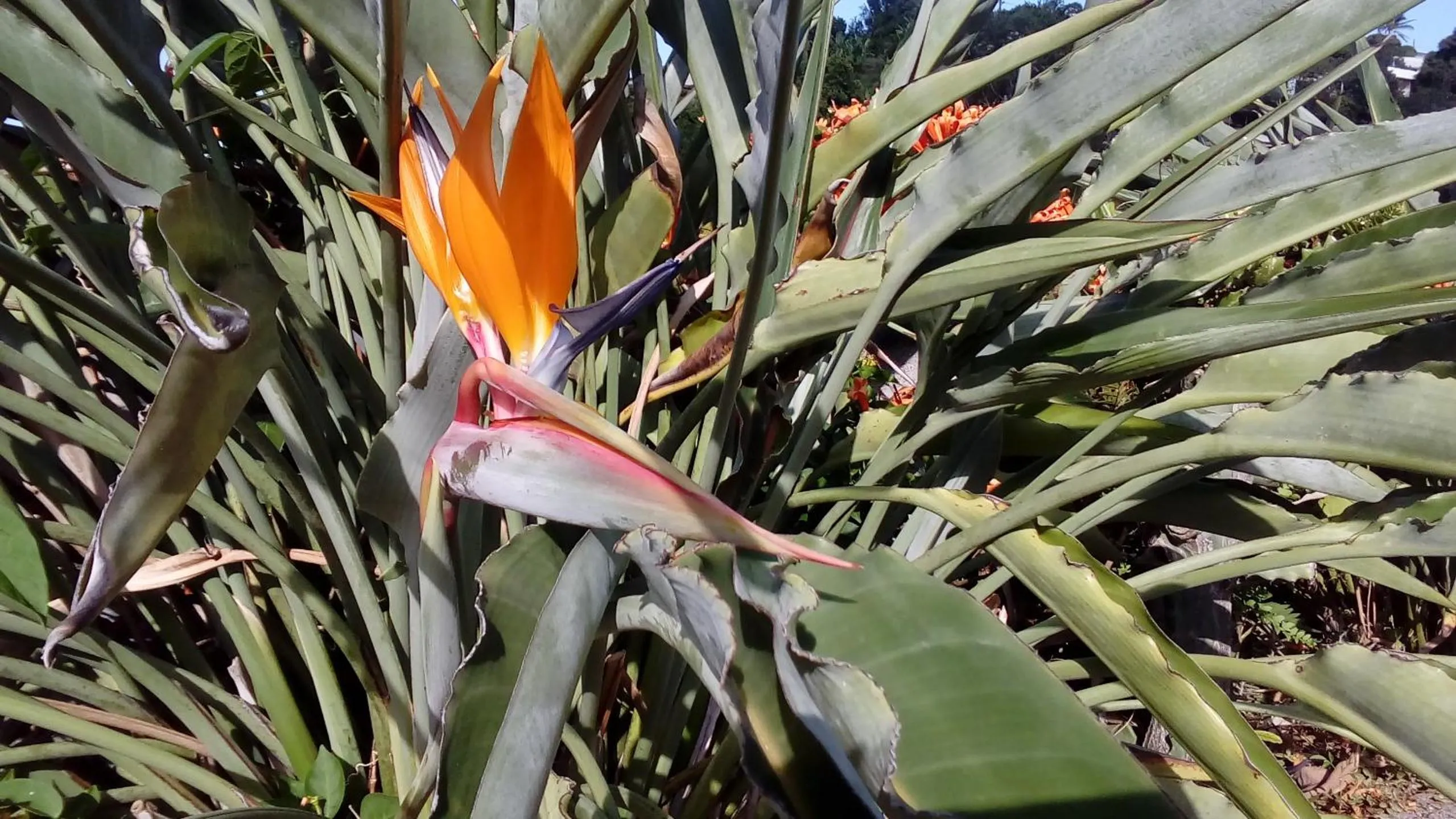 Garden in Villa Des Remparts