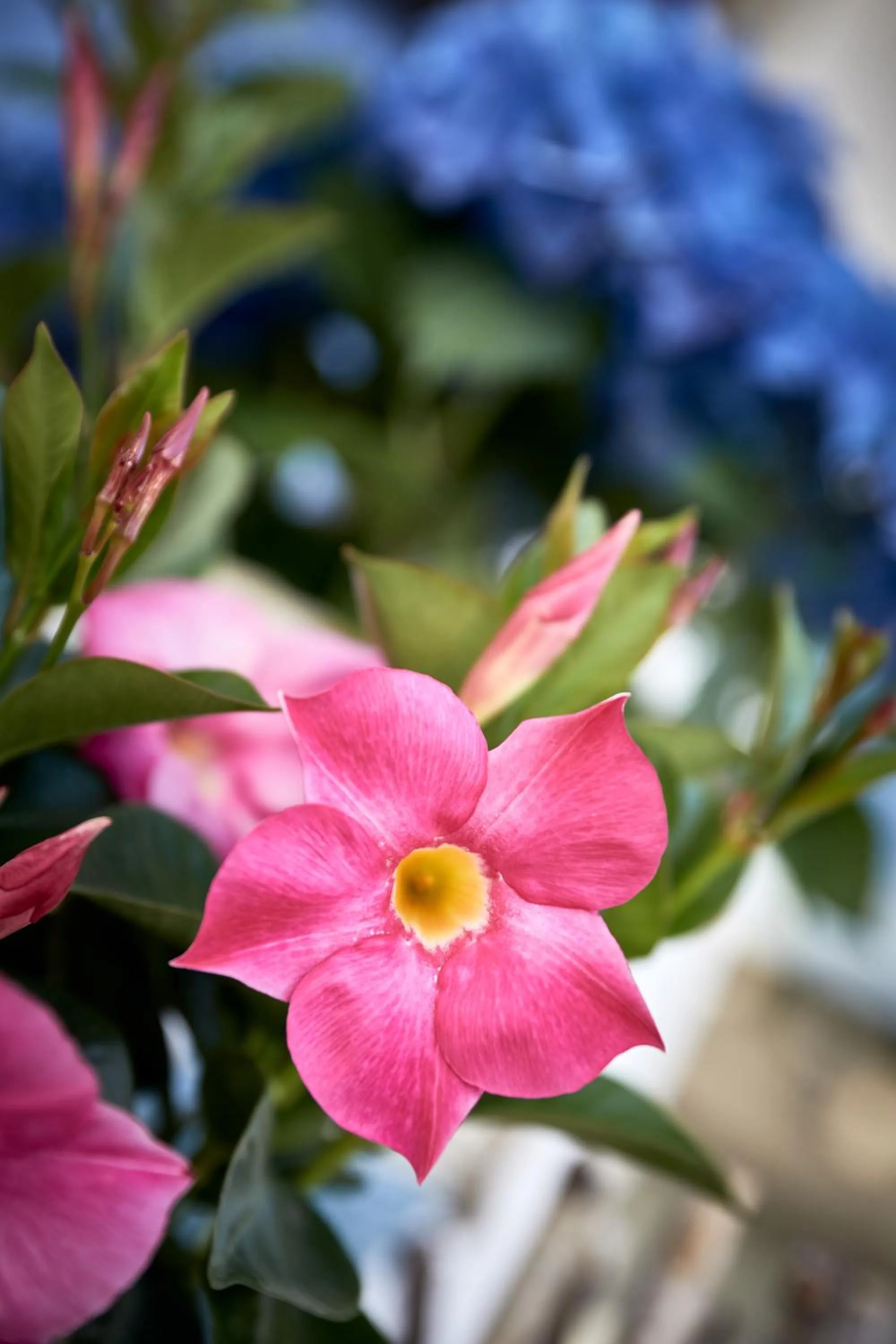 Decorative detail in Hotel Garni Savoy - new opening