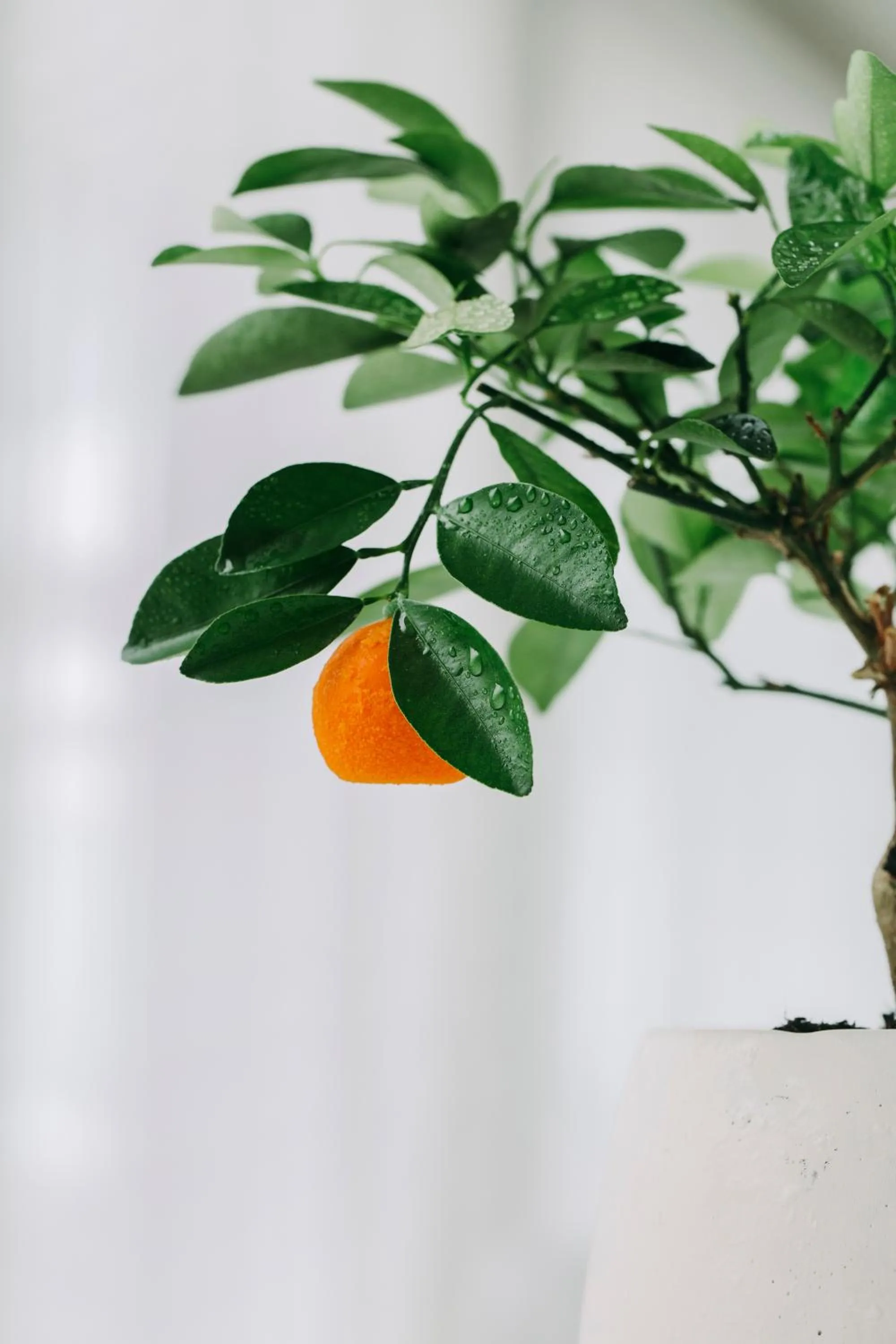 Restaurant/places to eat in Bela Vista Hotel & Spa - Relais & Chateaux