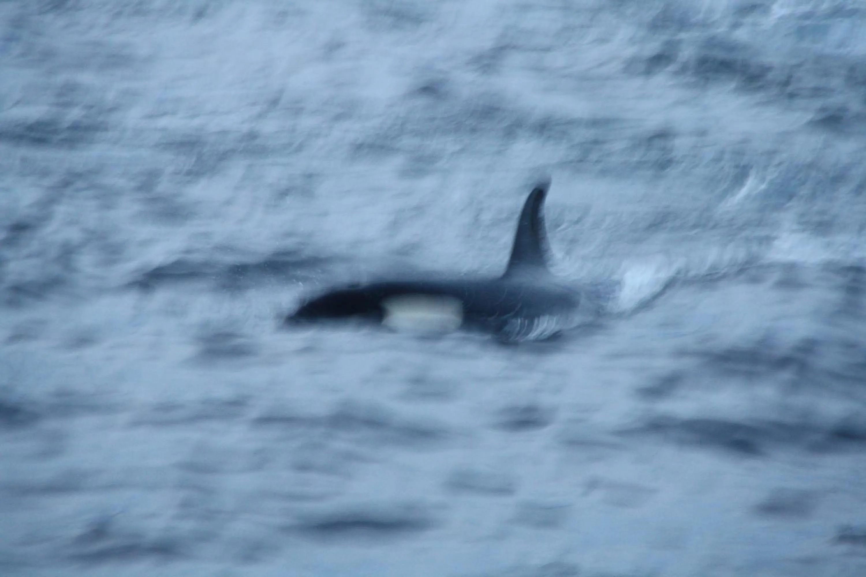 Animals in Holmvik Brygge Nyksund