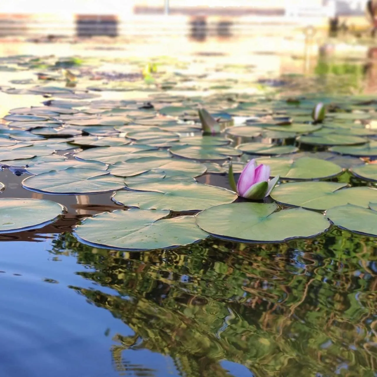 Garden in Fattoria Il Laghetto