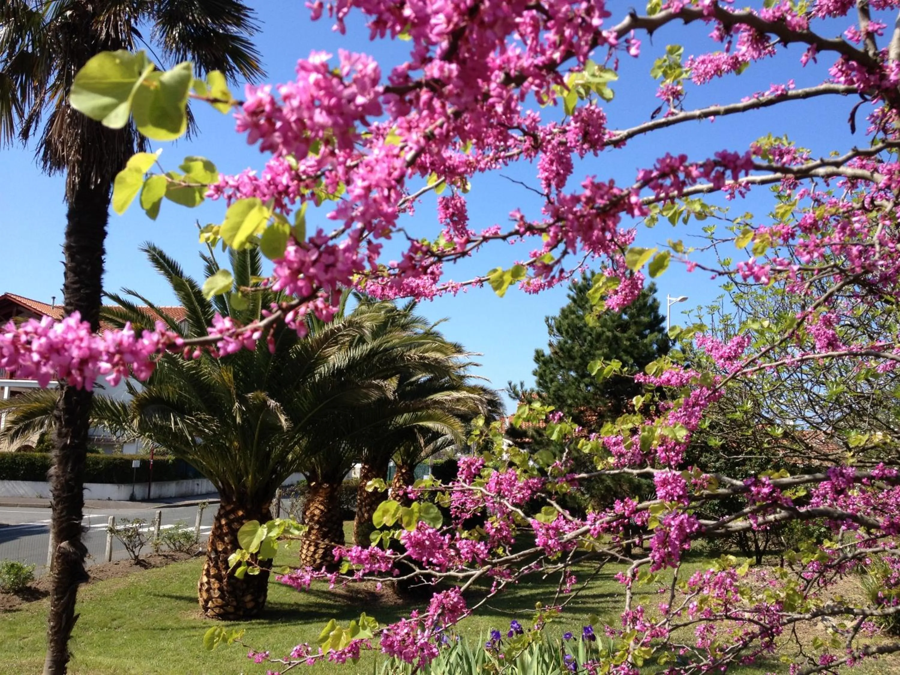 Facade/entrance in Hotel Bellevue