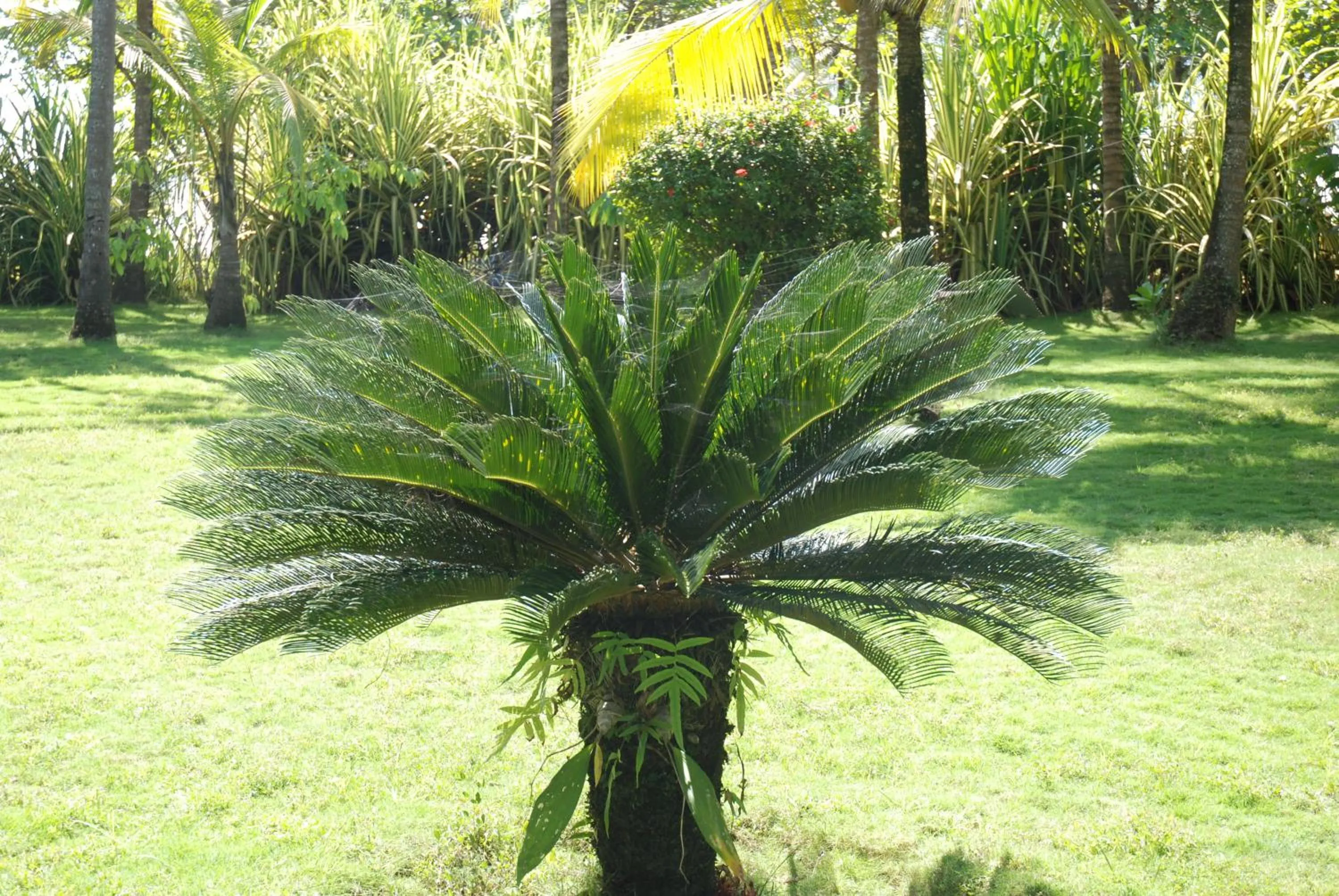 Garden in Beso del Viento (Adults Only)